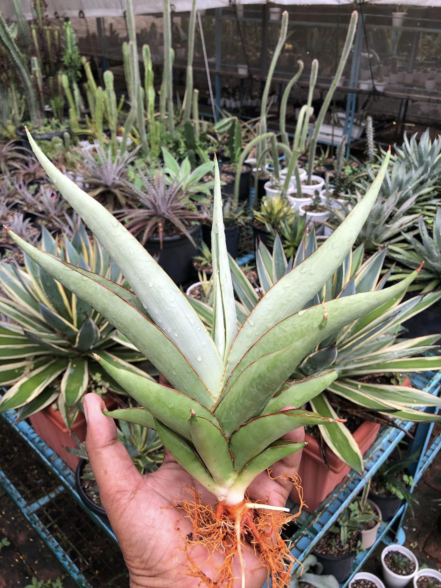 Sansevieria Chao Pharya Large Plant