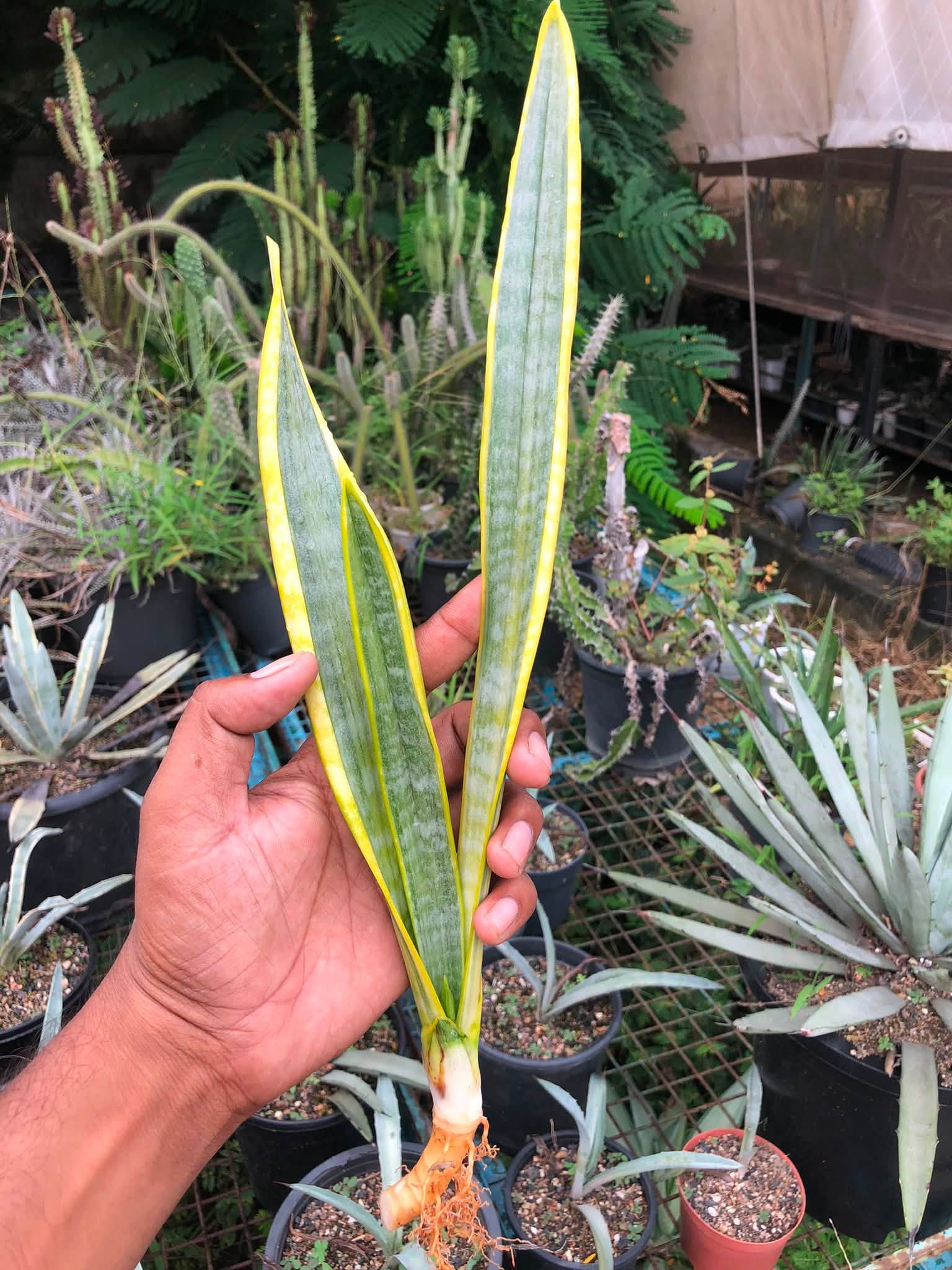 Sansevieria Trifaciata 'Aslaam'