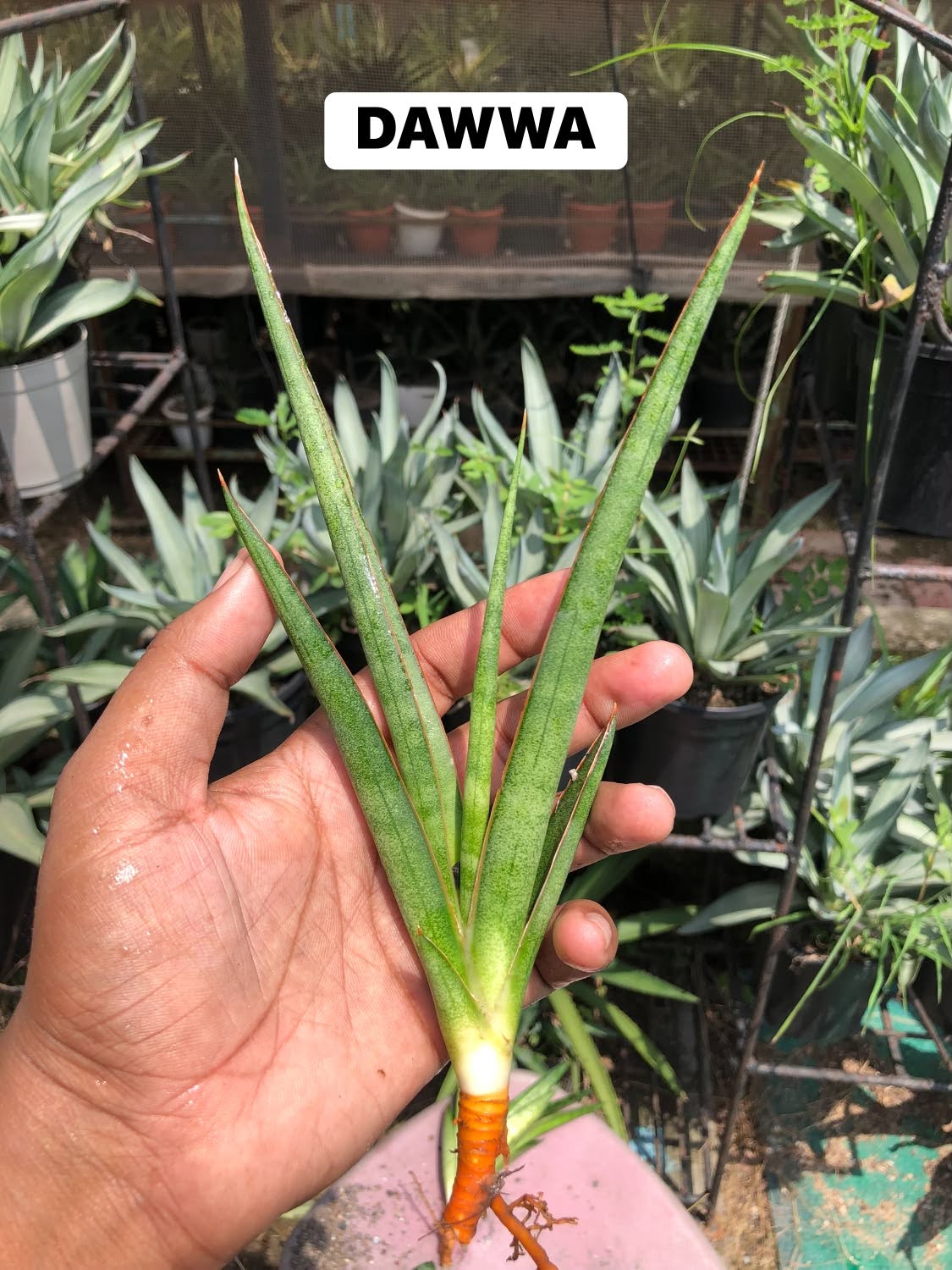 Combo No 16 : Four Popular Sansevieria