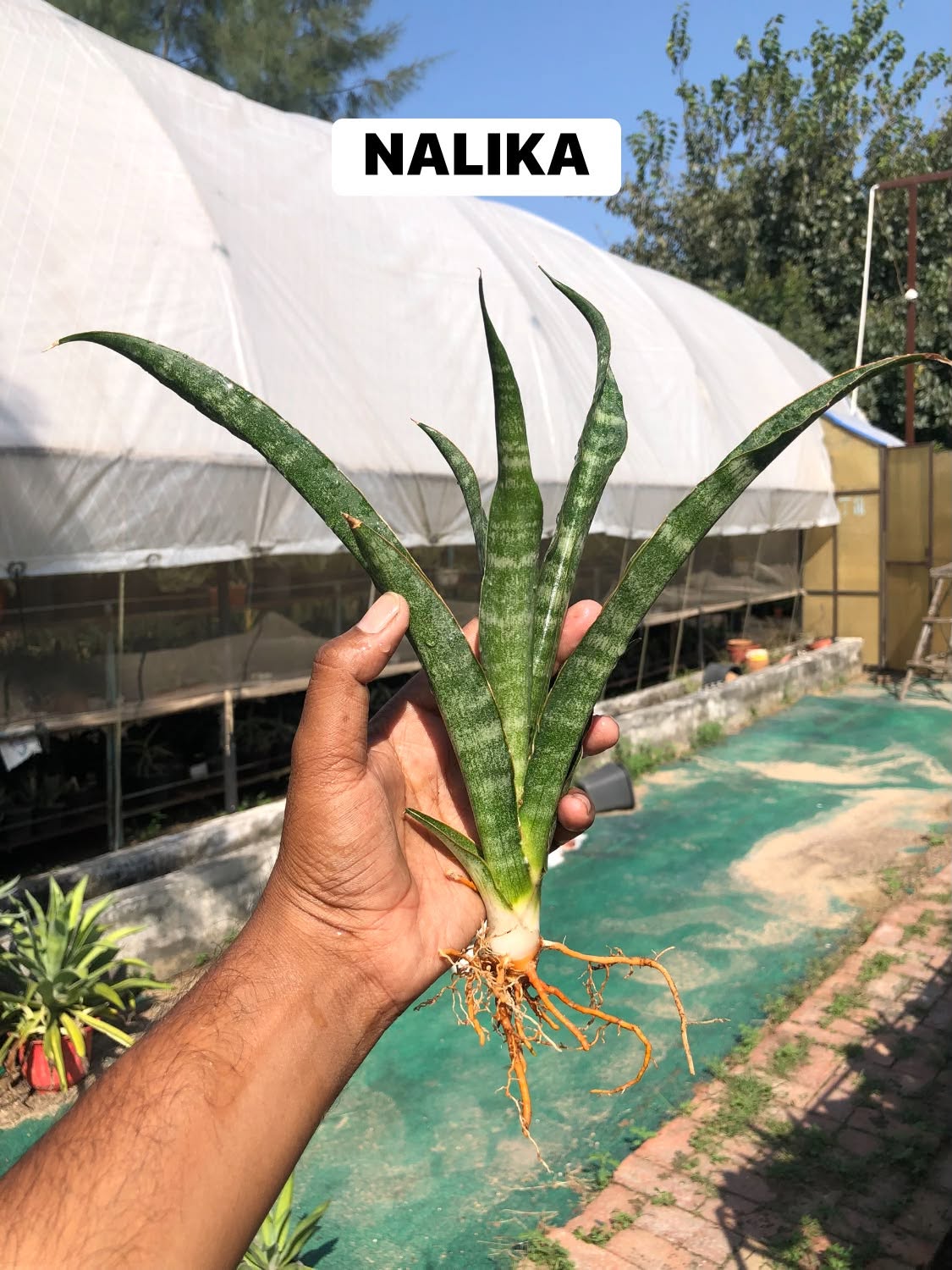 COMBO NO. 39 : COMBO OF 4 LARGE SANSEVIERIA