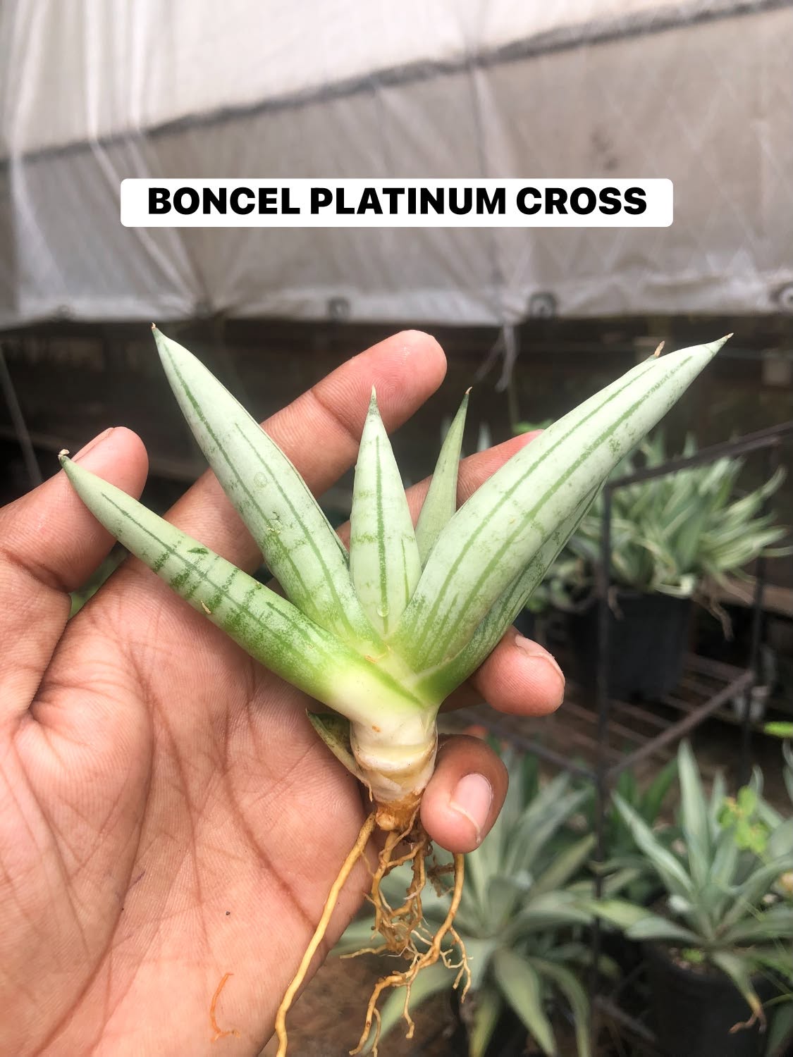 Combo No 26 : Sansevieria COMBO OF 5 PLANTS
