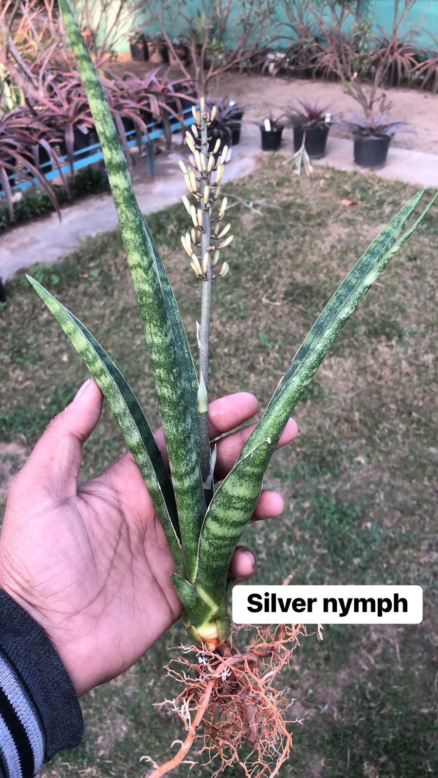 Combo of 10 different Sansevieria