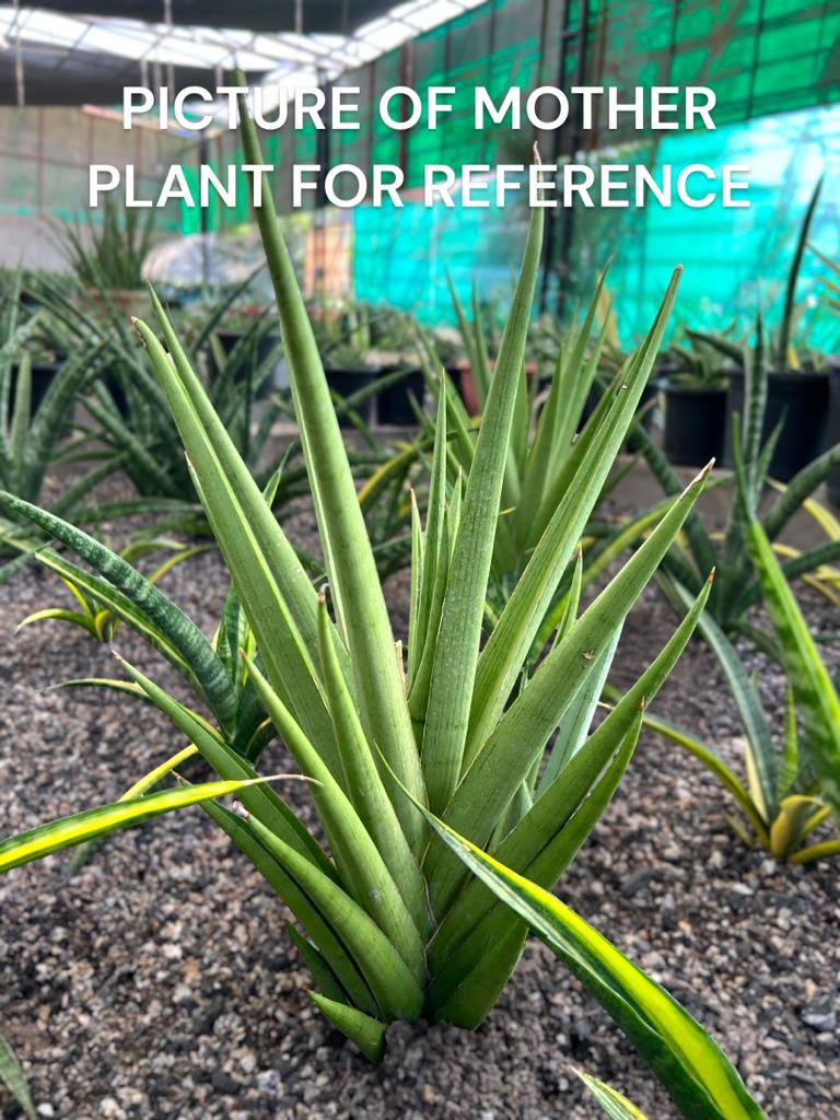 Sansevieria Hybrid 'Kasih'