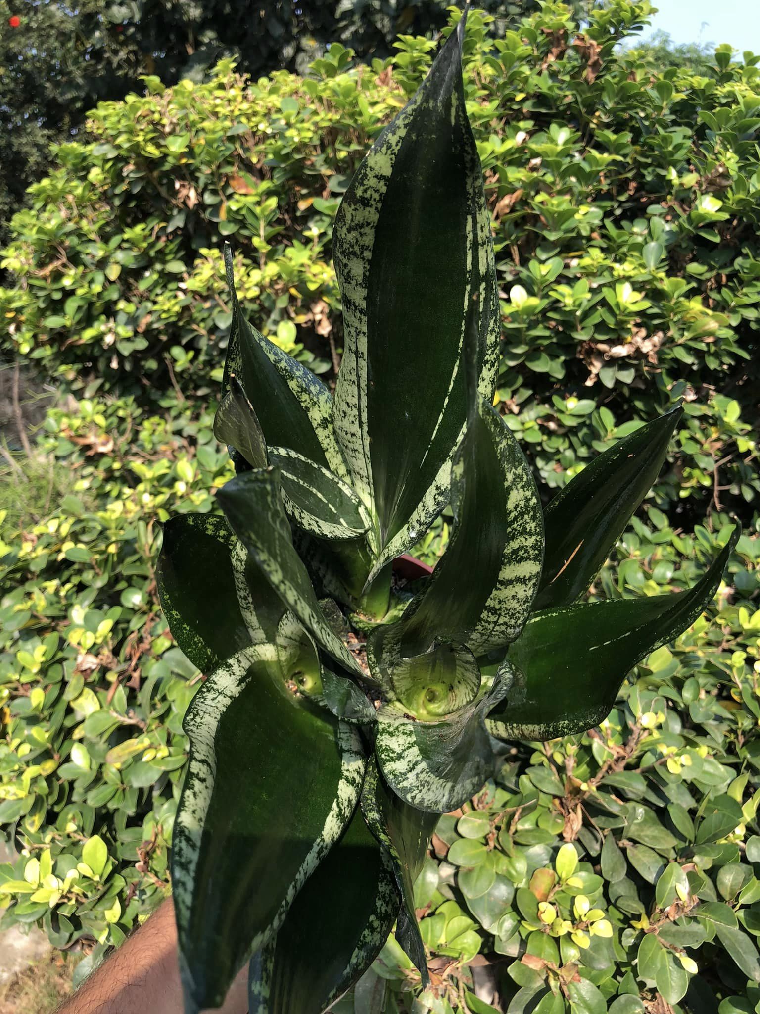 Sansevieria Whitney Clump of 3 large Plants