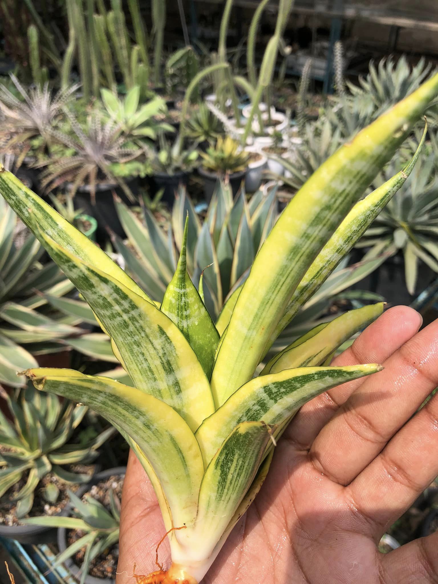 SANSEVIERIA CORDOVA VARIEGATED