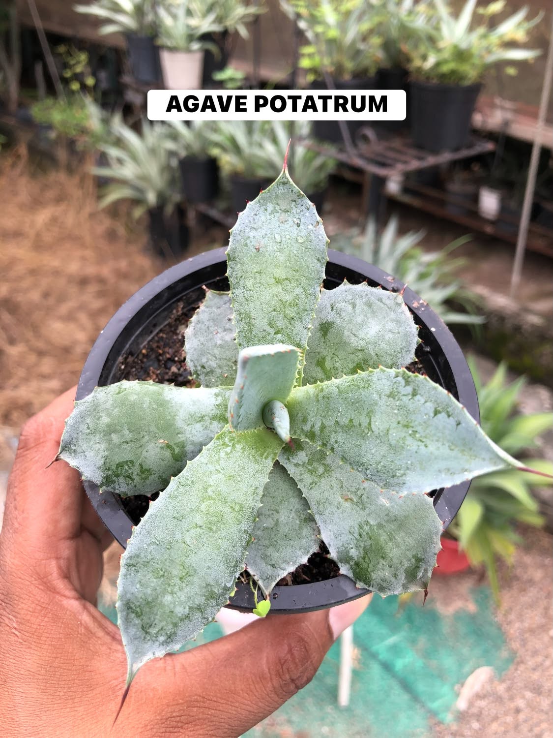 Combo No 18 : Twelve Popular Agaves and Mangaves