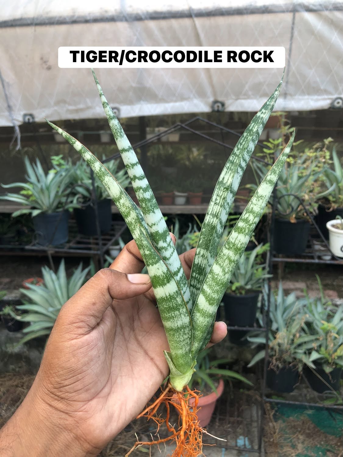 Combo No 23 : Six Sansevieria