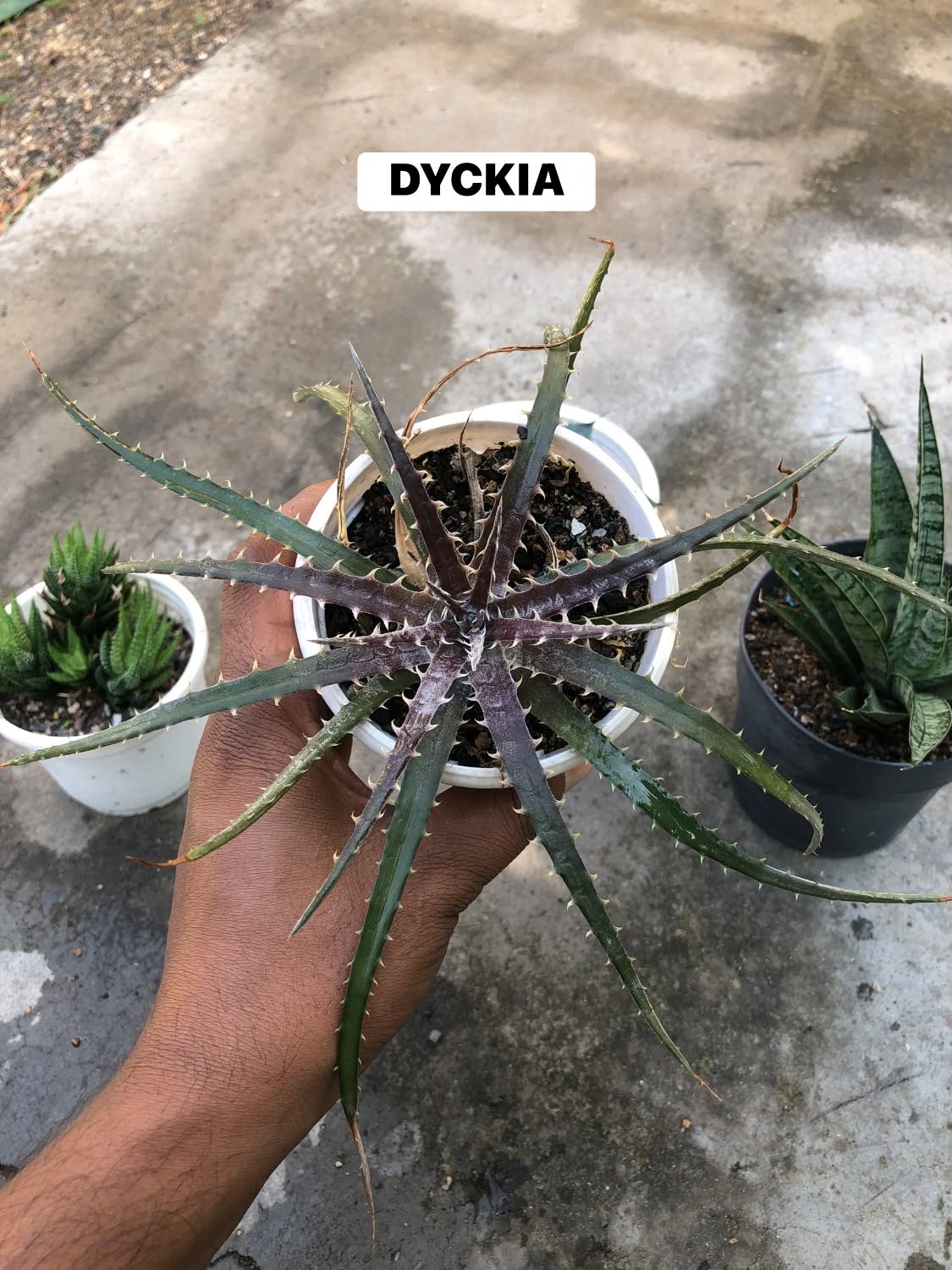 COMBO NO. 38 : COMBO OF 4 DIFFERENT PLANTS