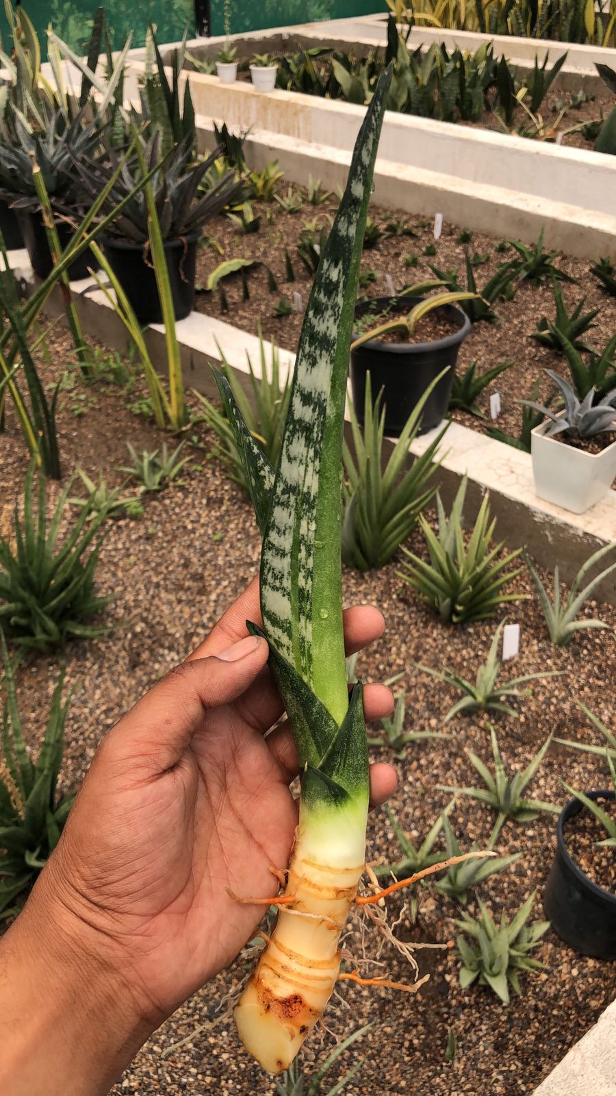 SANSEVIERIA GREEN MERMAID PUP