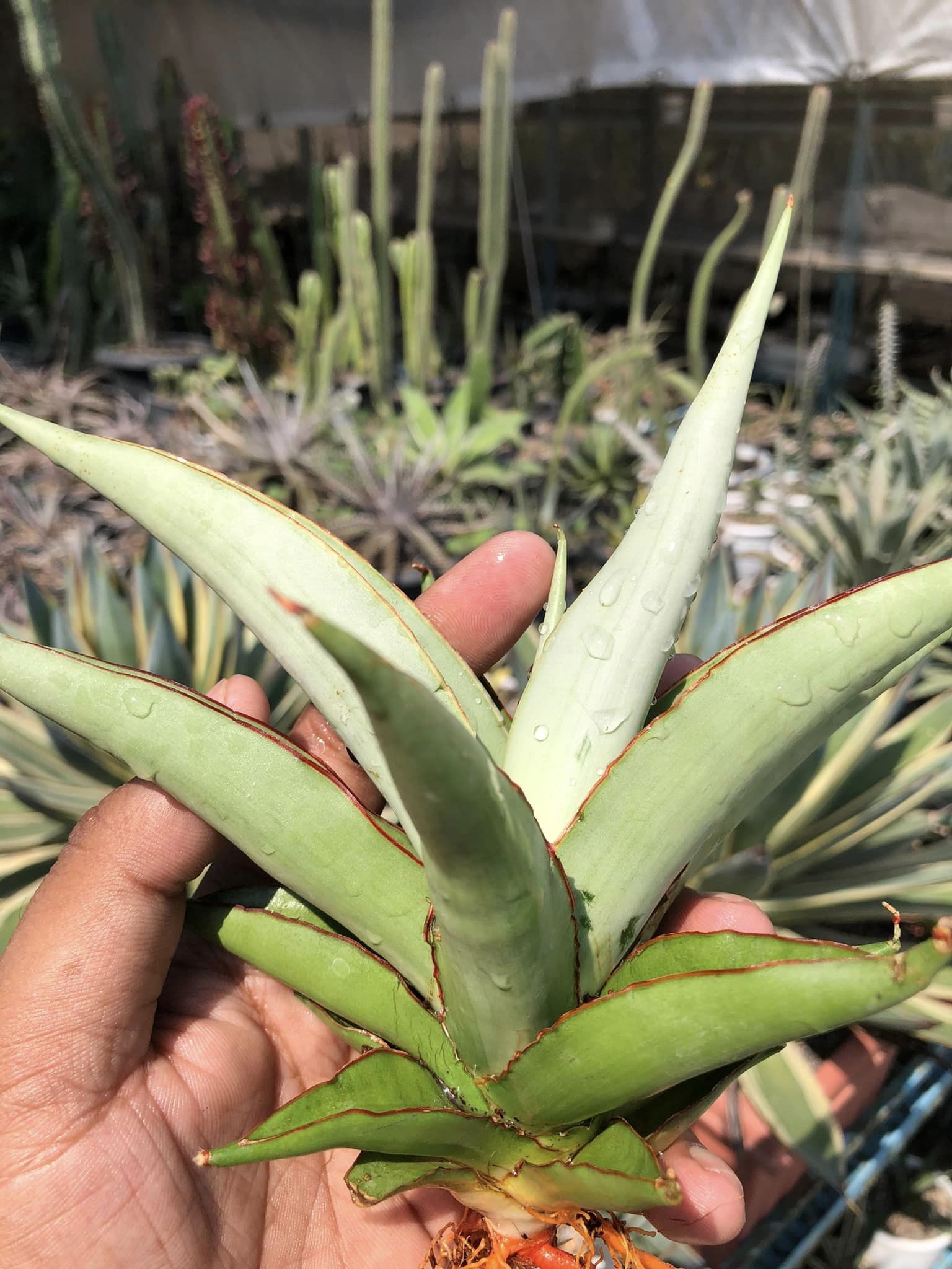 Sansevieria CHAO PHARYA