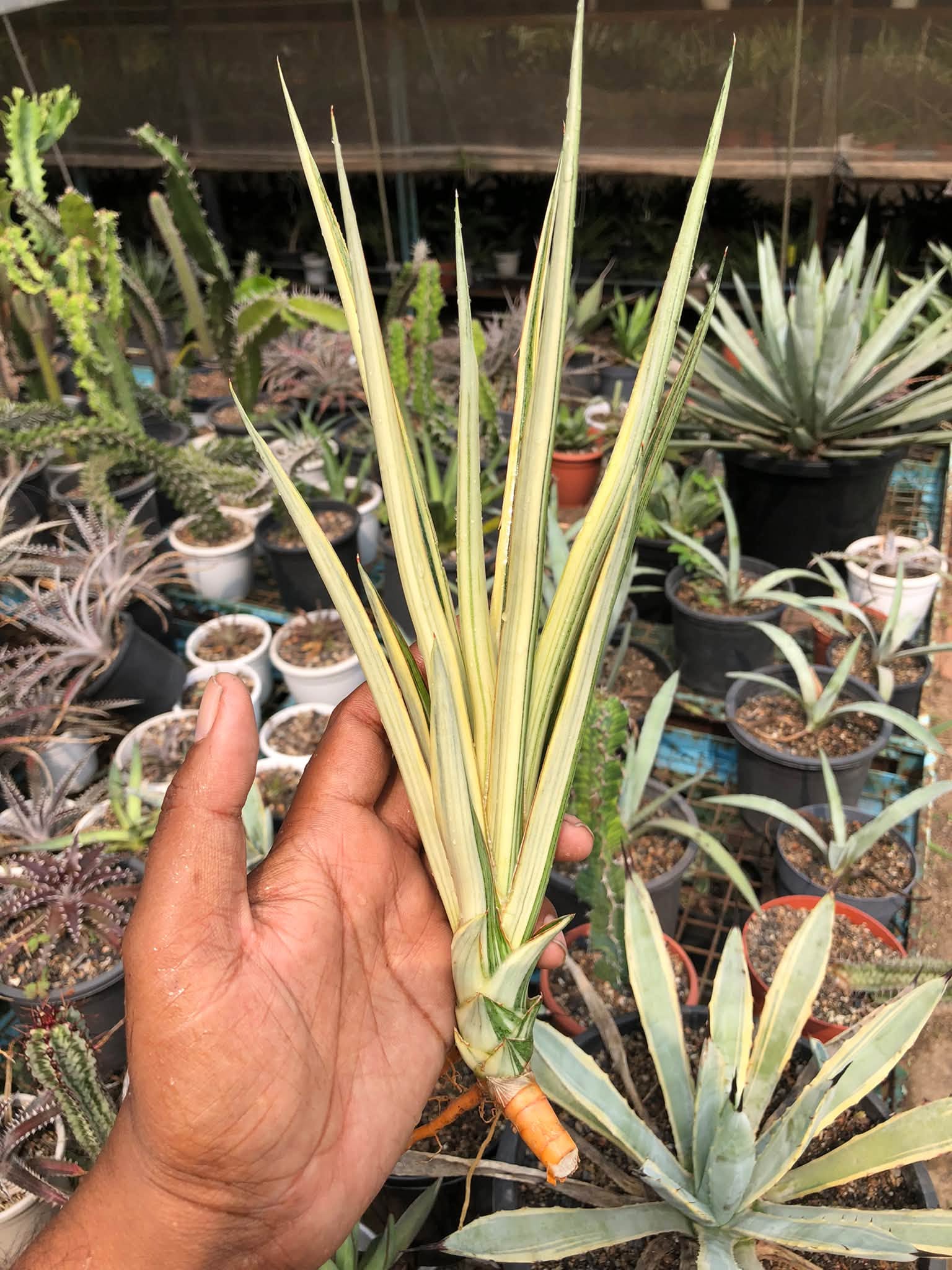 SANSEVIERIA SILVER TORCH VAR