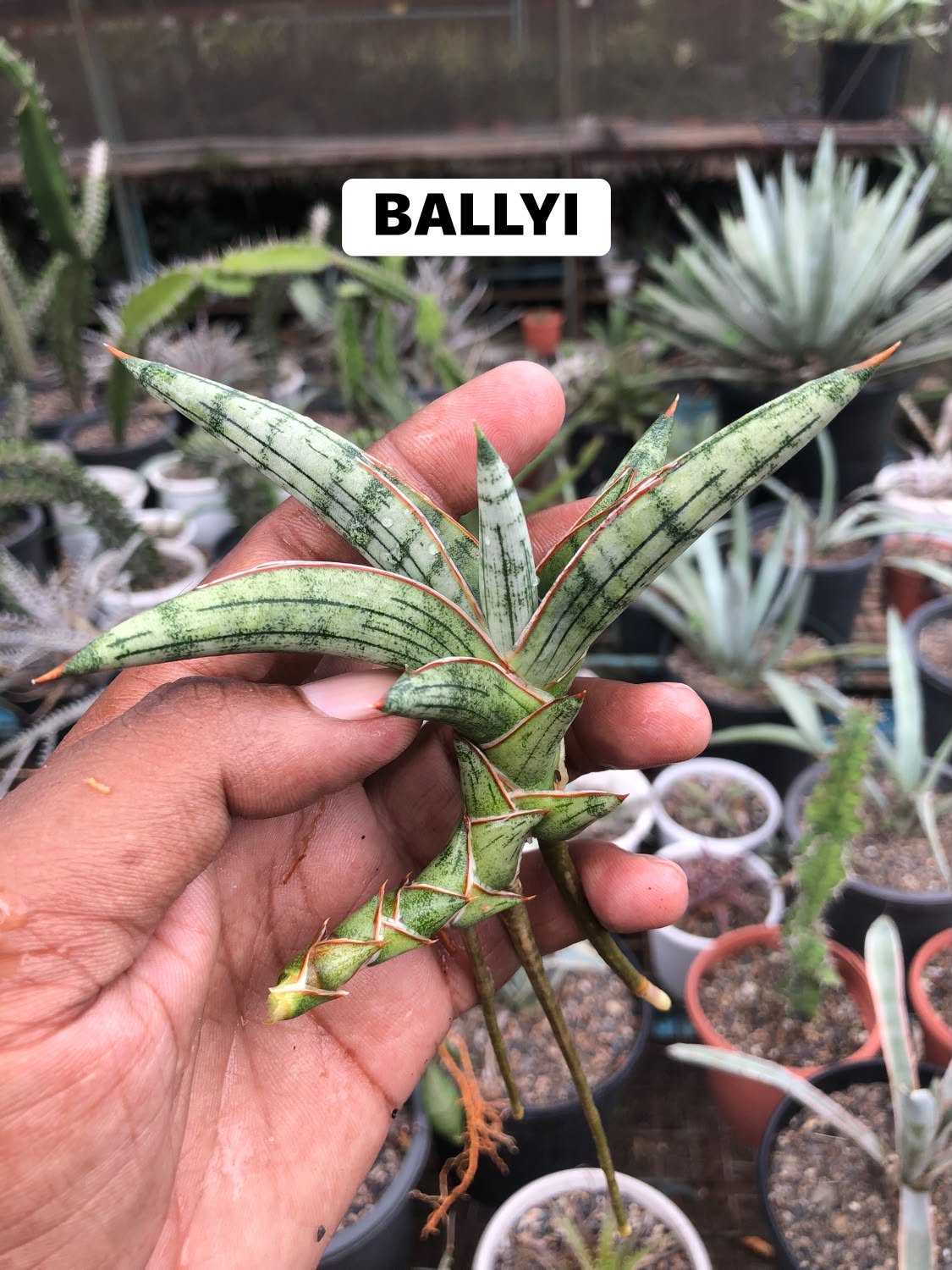 COMBO NO 33 : COMBO OF 5 SANSEVIERIA