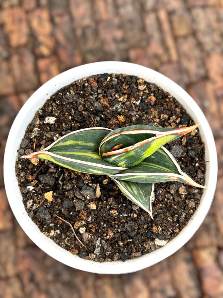 Sansevieria Rorida Variegated