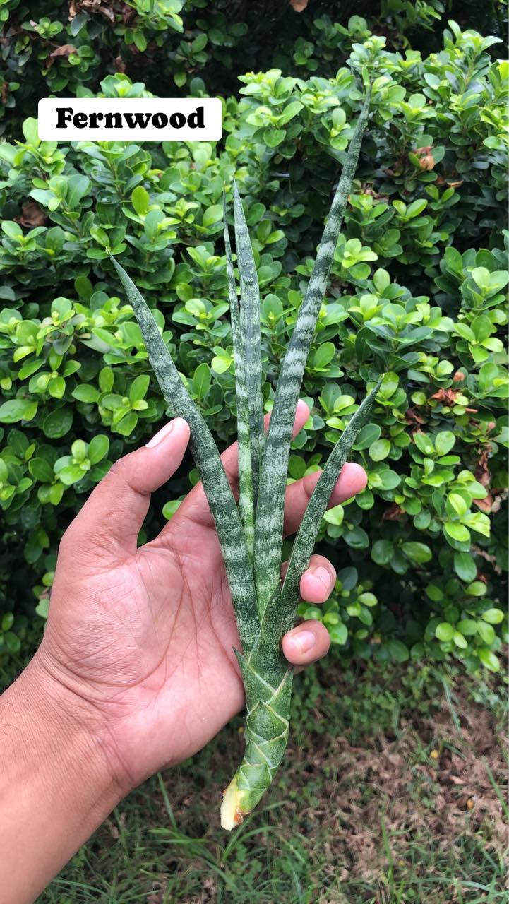 Sansevieria Combo Offer Of 6 (W)