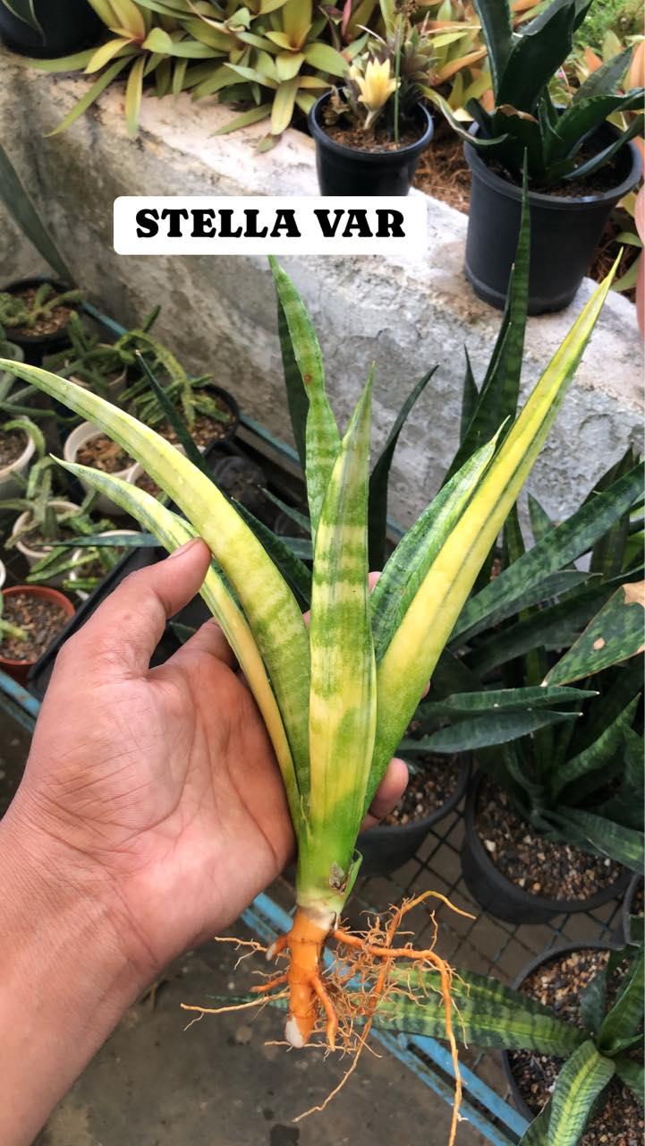 Sansevieria Combo (X) Offer Of 5 Variegated sansevieria