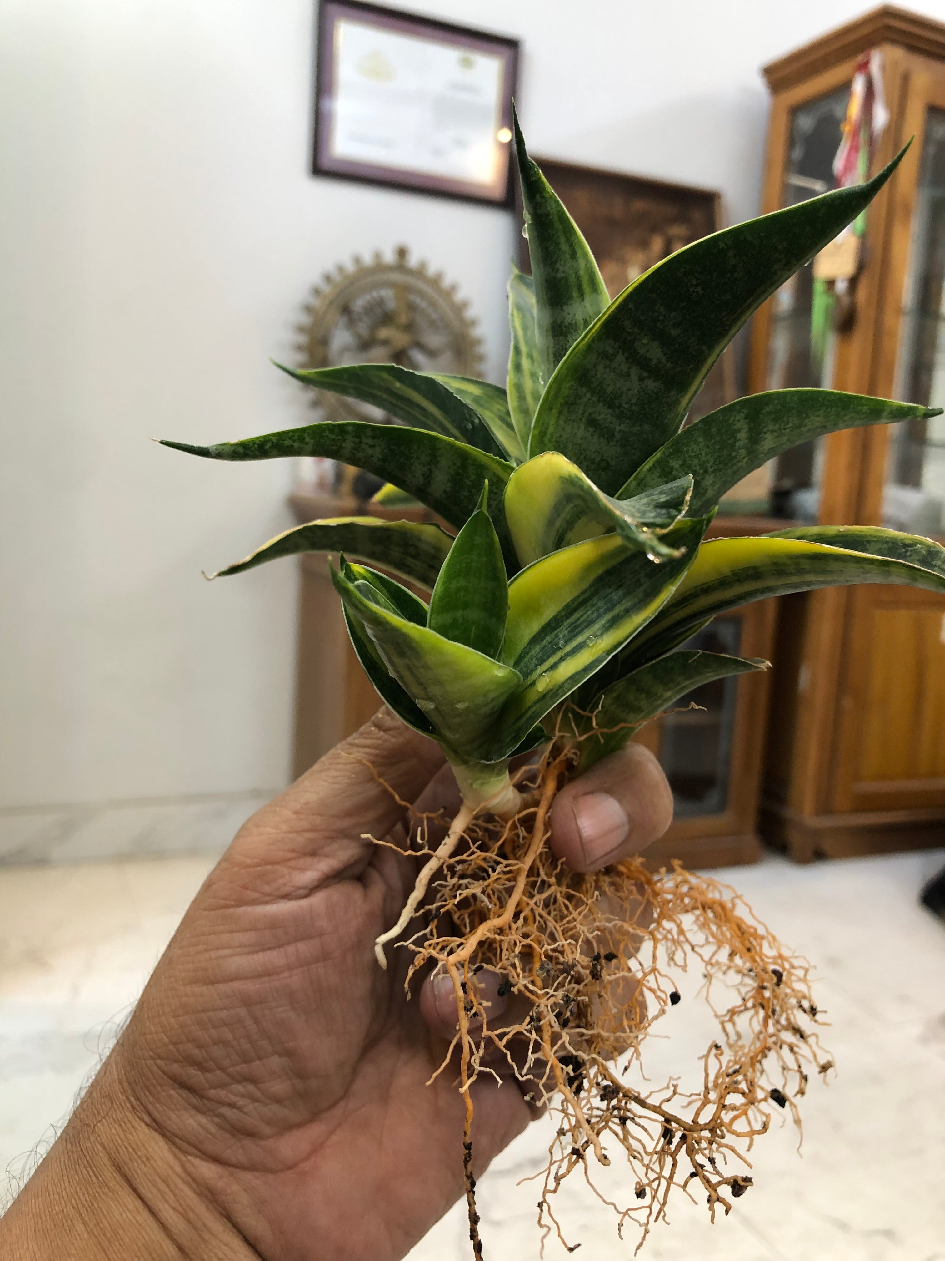 Sansevieria ARIELLA VARIEGATED