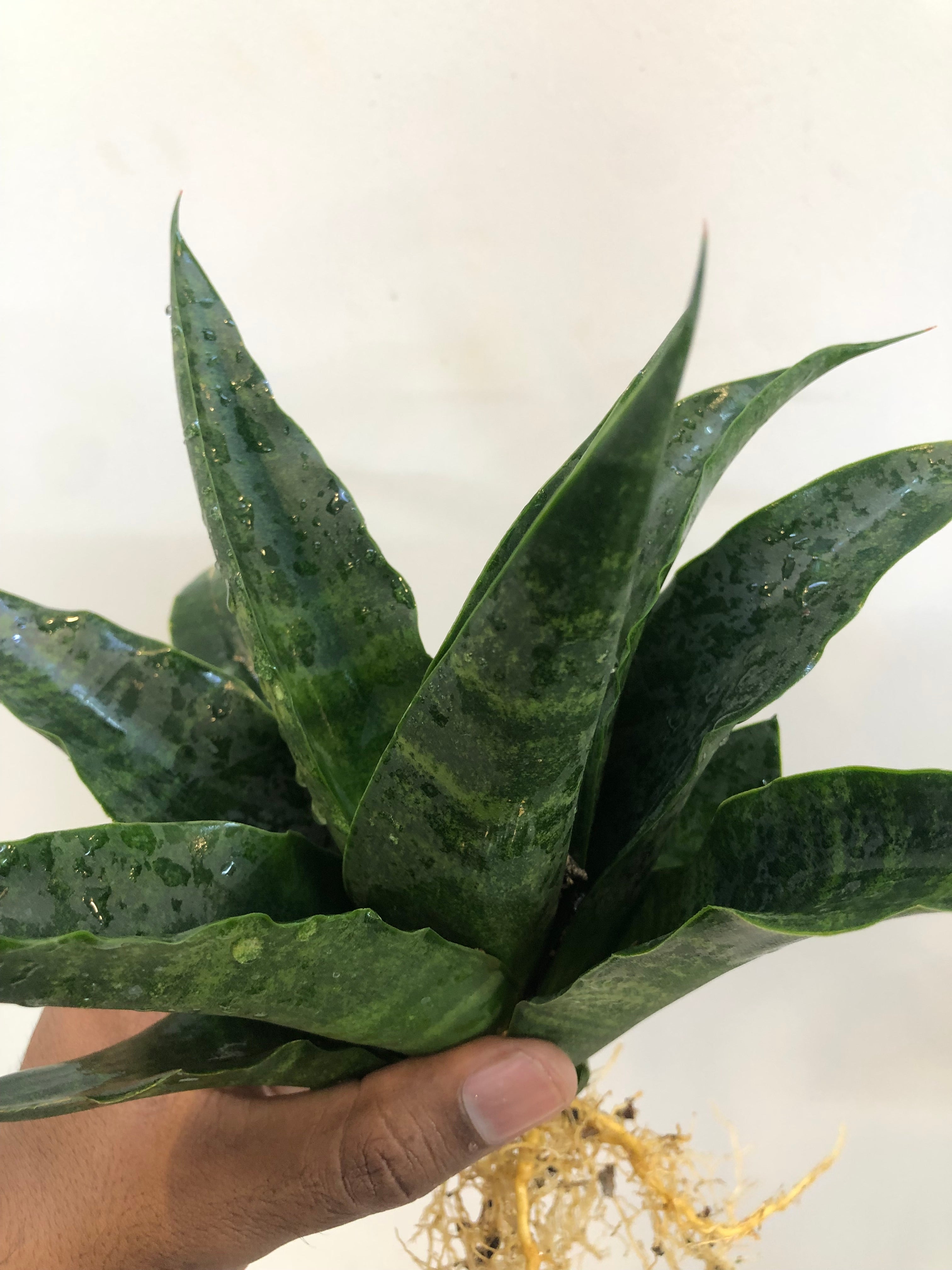 Sansevieria BLACK DOG