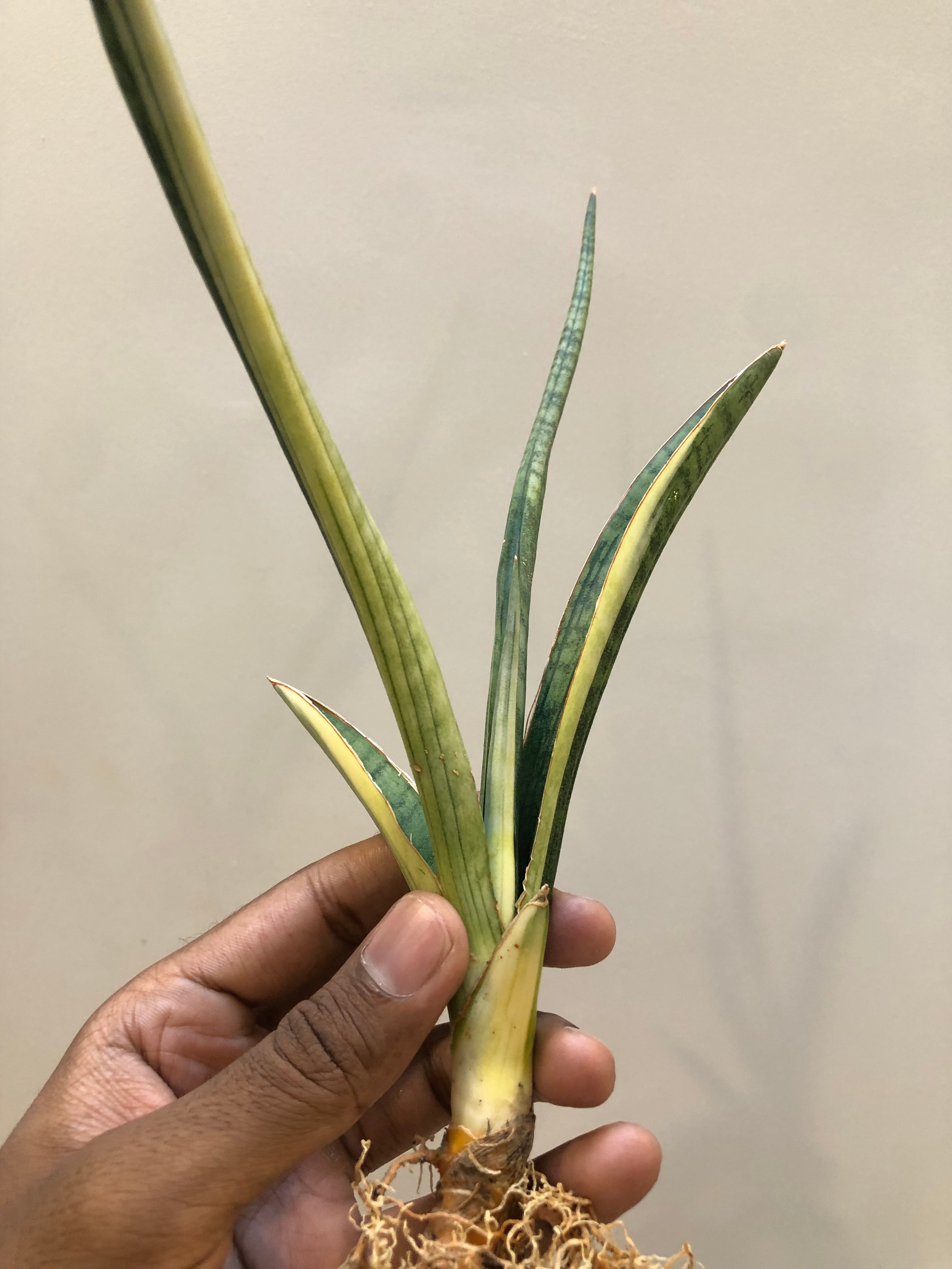 Sansevieria BANDIPUR WHITE VAR