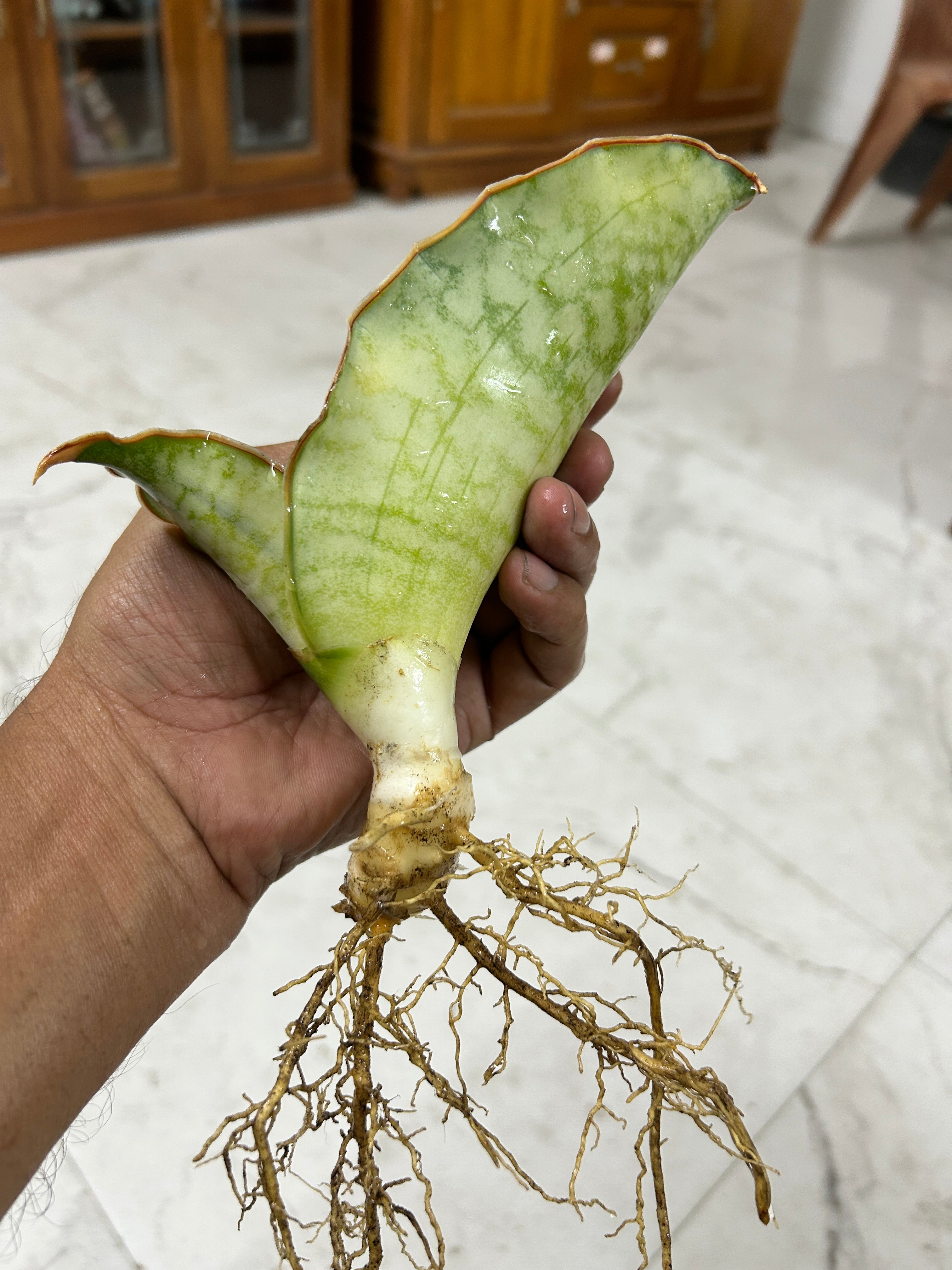 Sansevieria KIRKII SILVER BLUE VAR