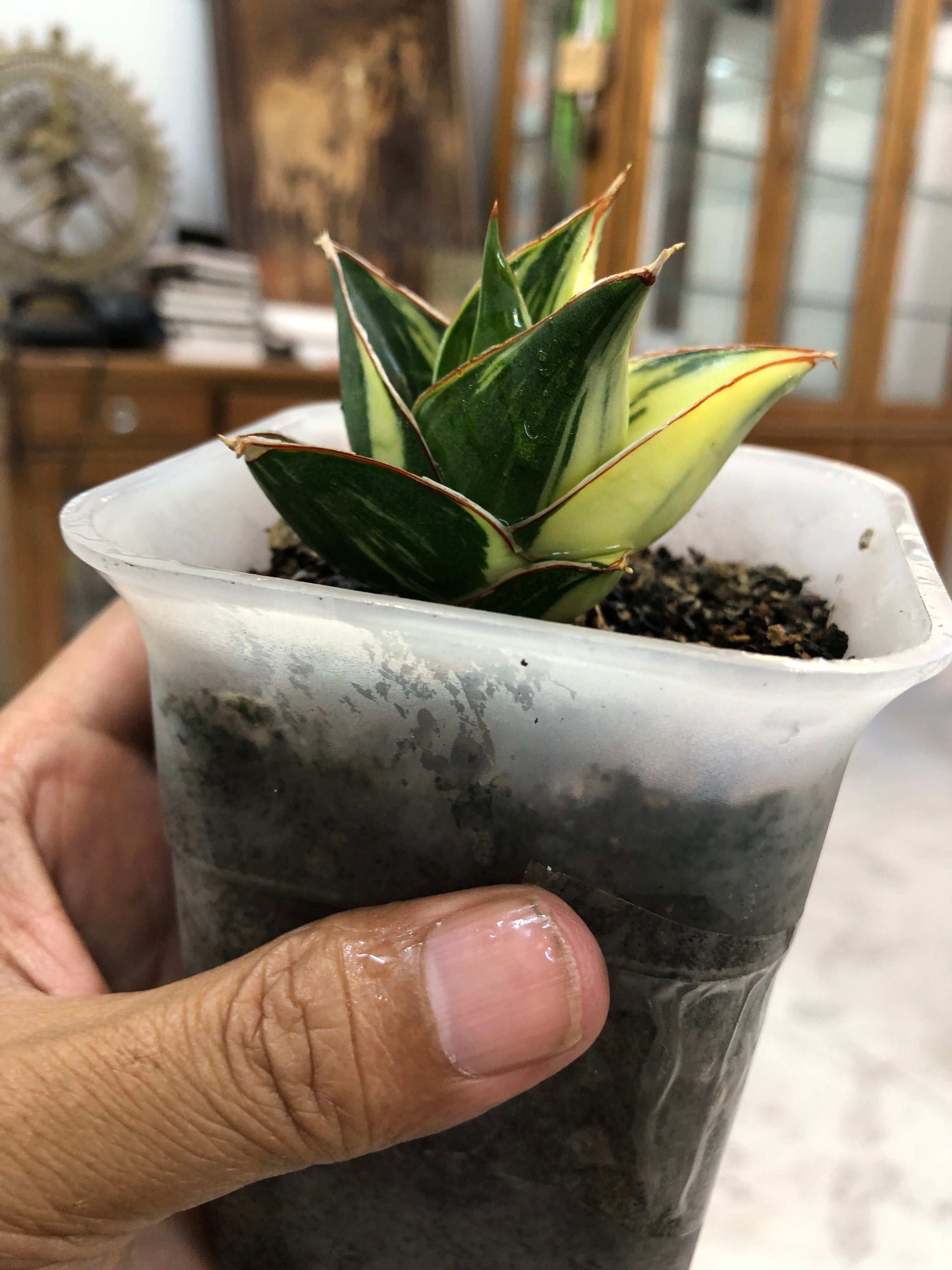 Sansevieria TOWER BLUE VARIEGATED WHITE