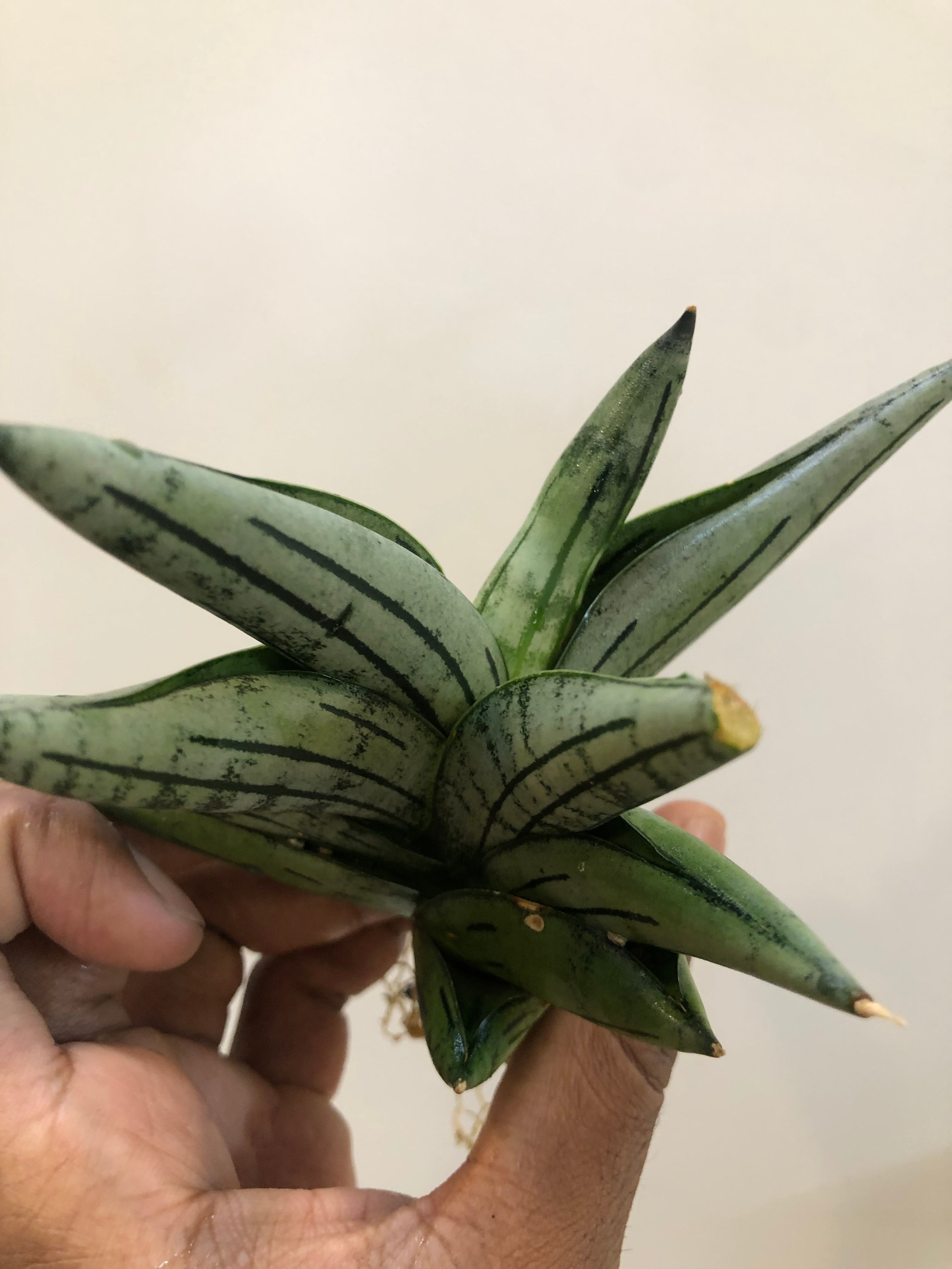 Sansevieria Melon – Stylish Rare Indoor Snake Plant