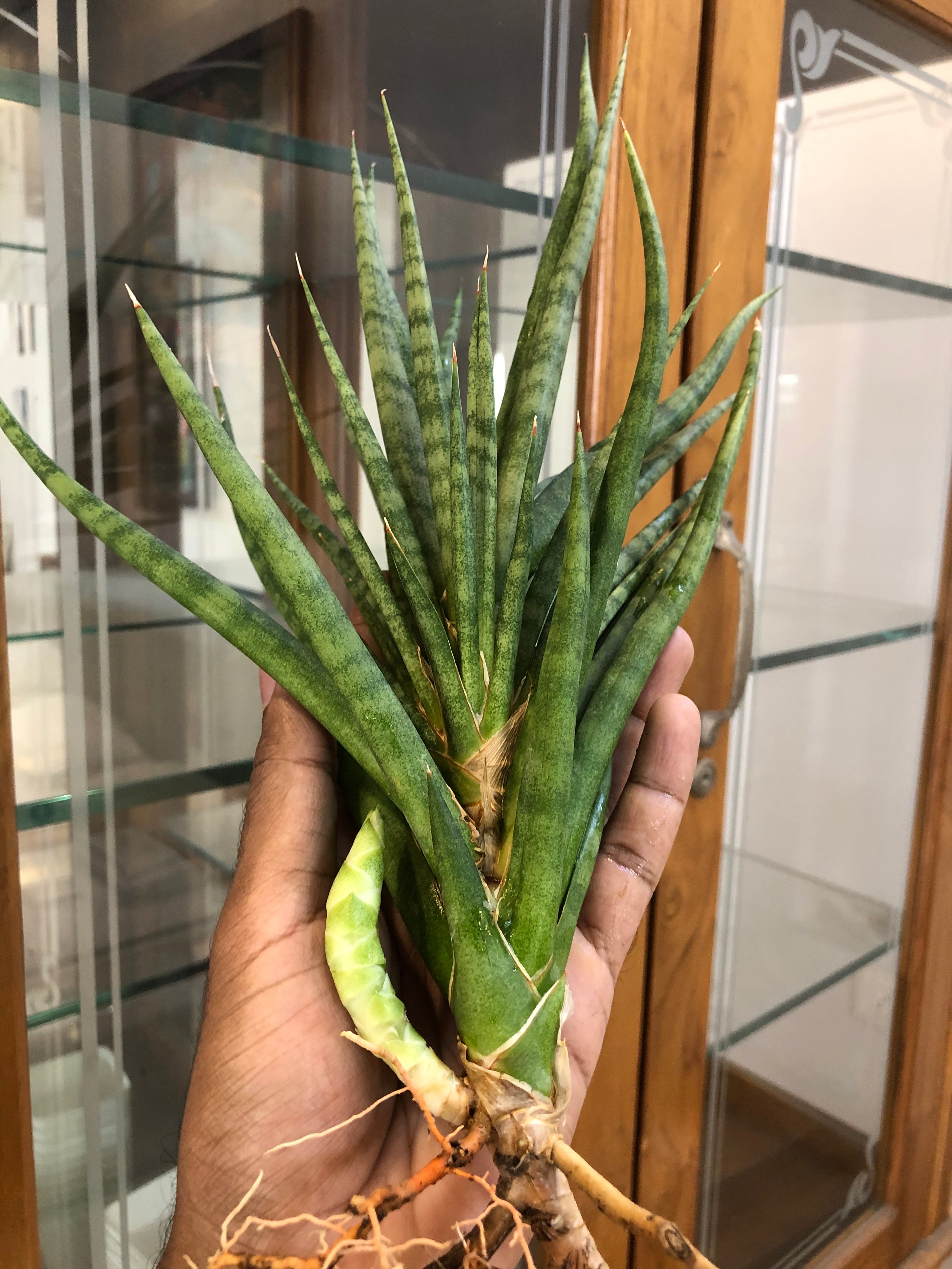 Sansevieria BUNLUE TORCH GREEN