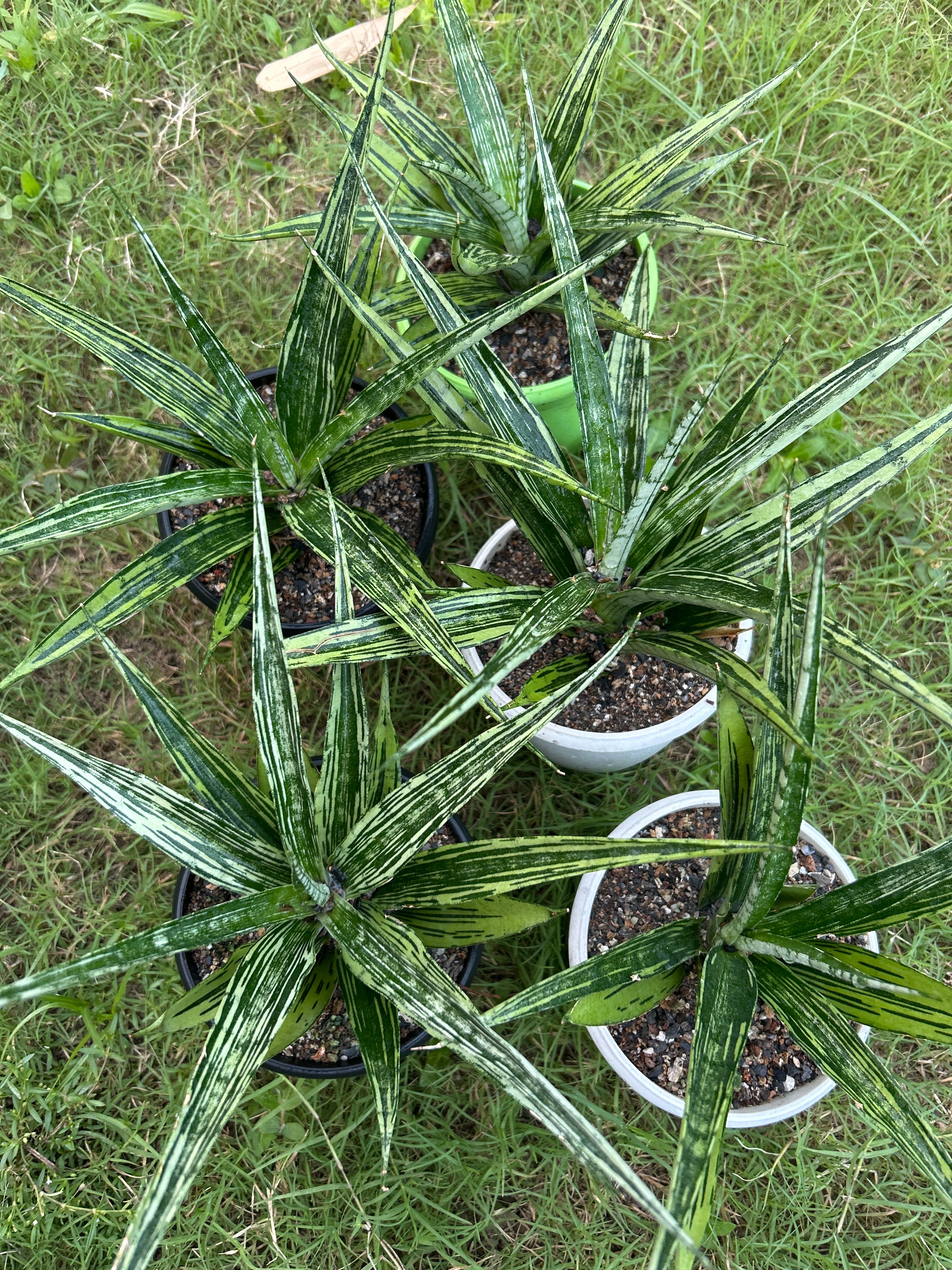 Sansevieria FON PRUM