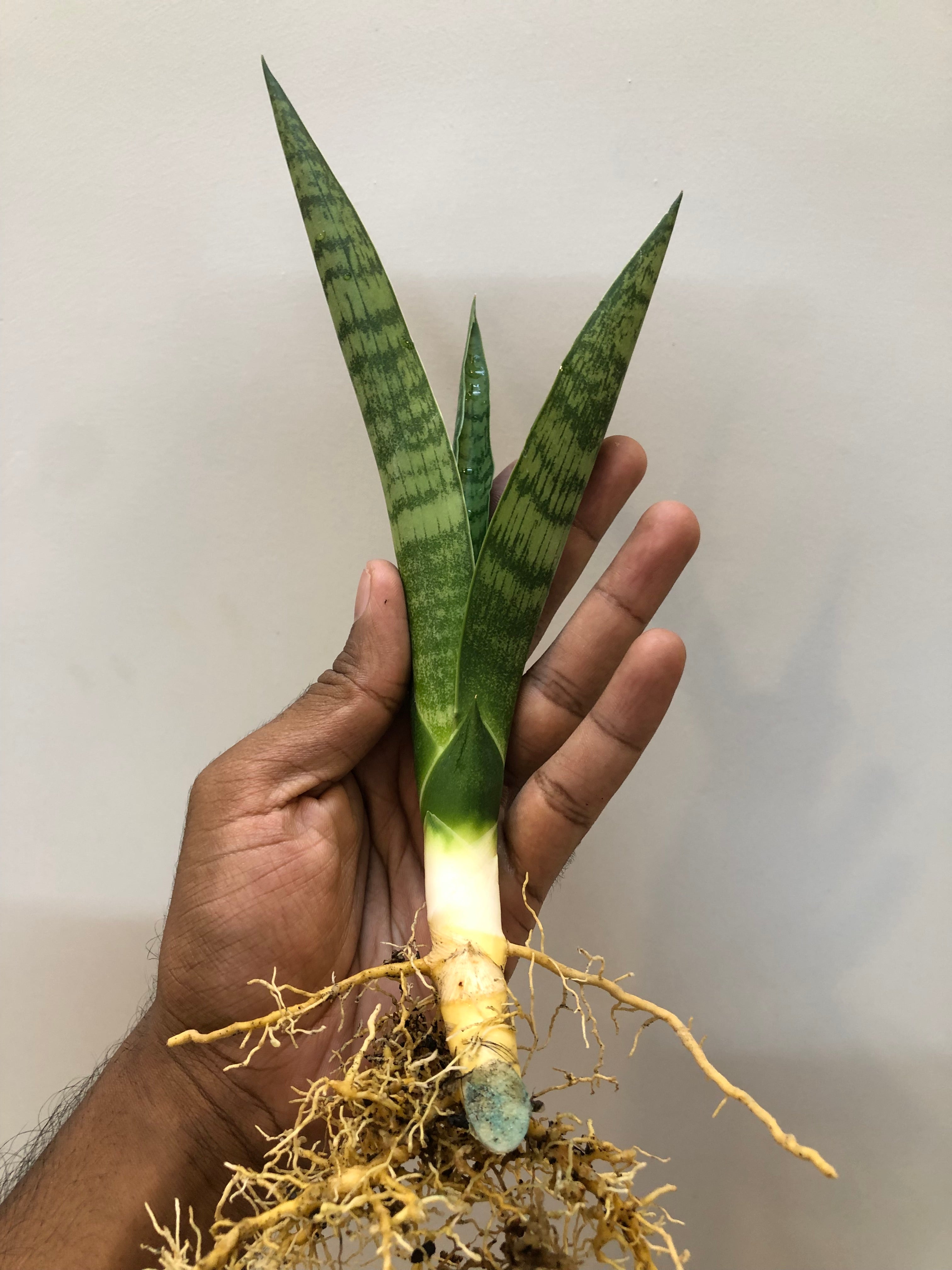 Sansevieria BALLERINA