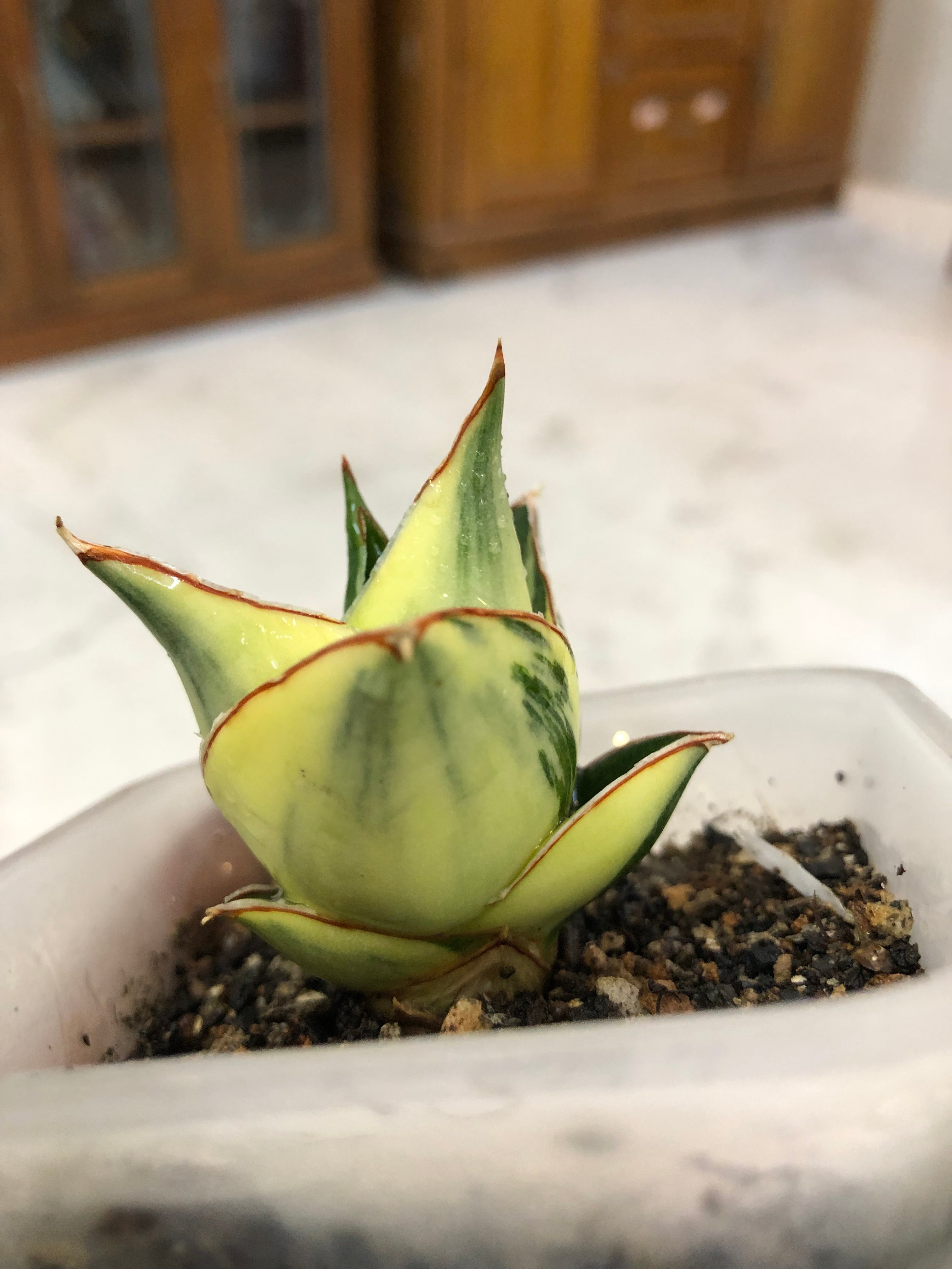 Sansevieria TOWER BLUE VARIEGATED WHITE