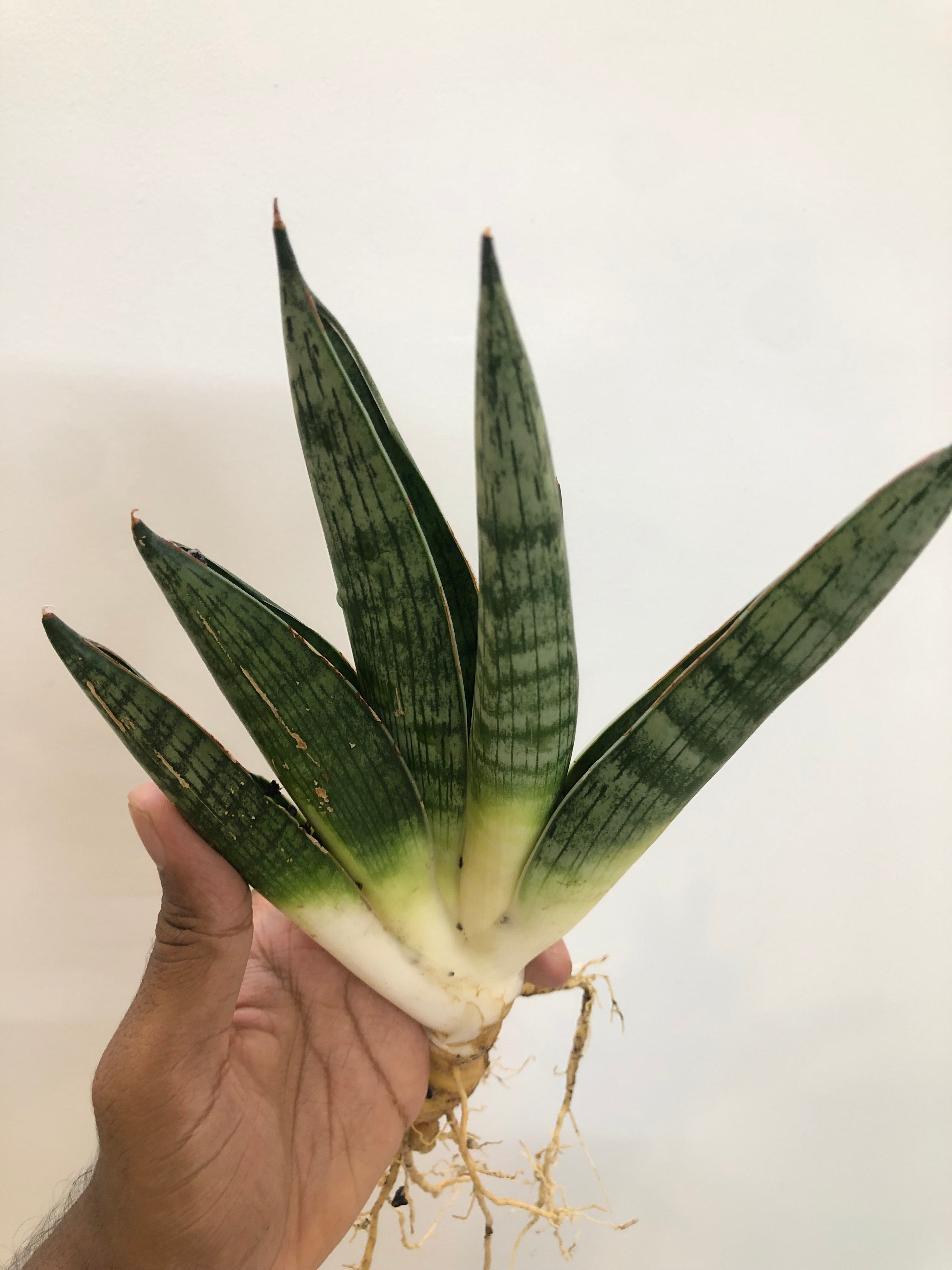 Sansevieria MACHO
