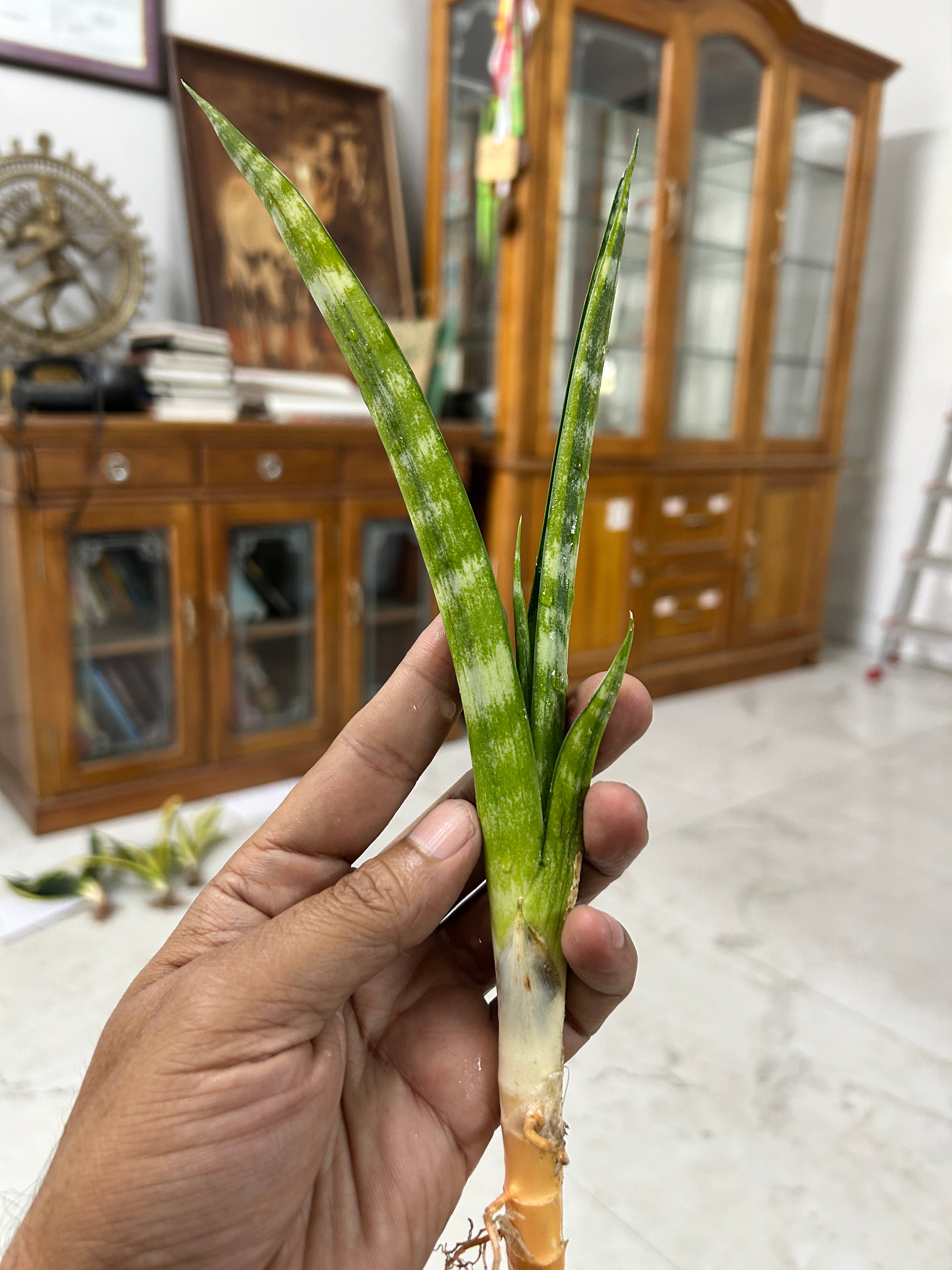 Sansevieria FERNWOOD VARIEGATED