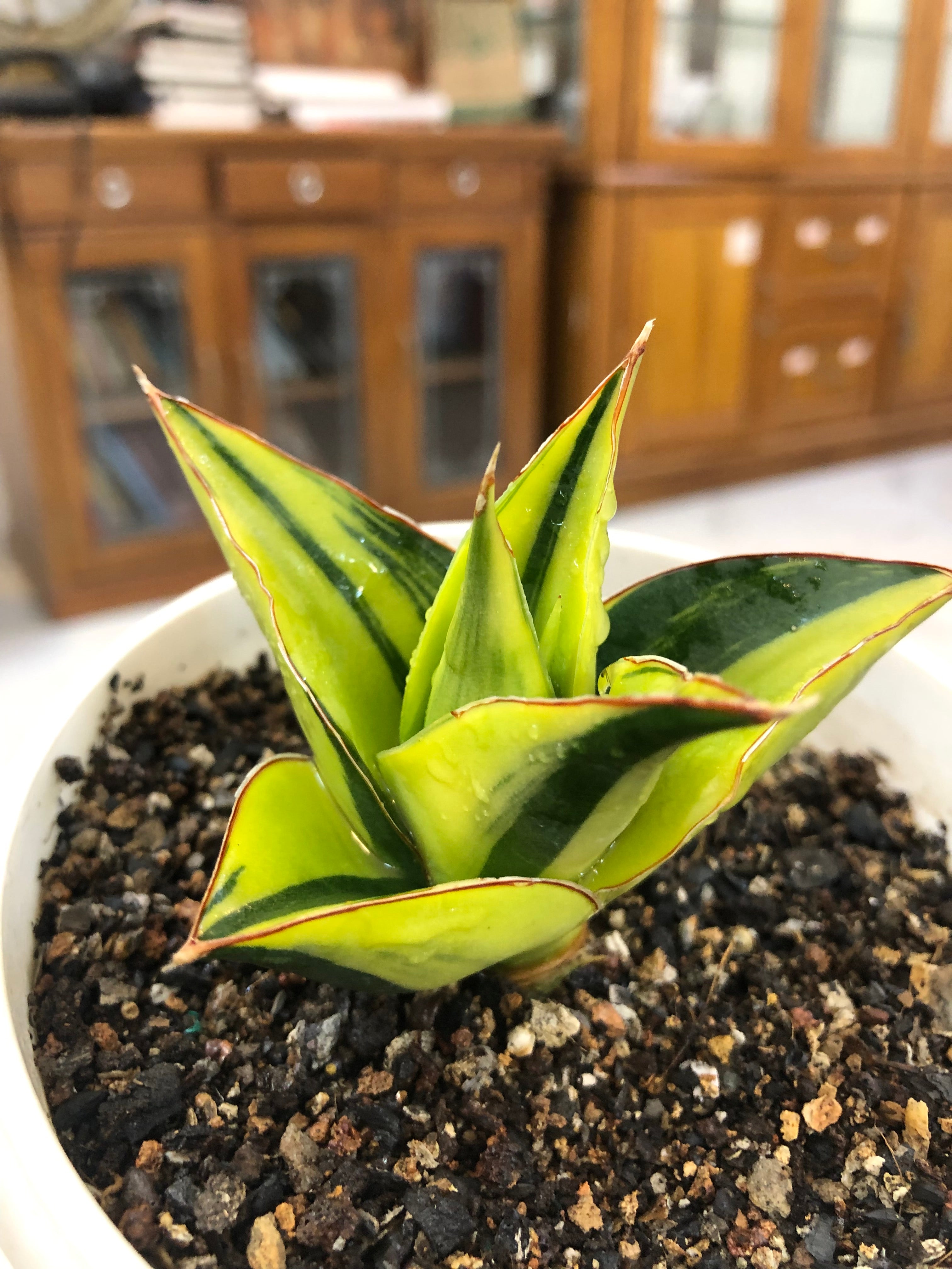 Sansevieria TOWER BLUE