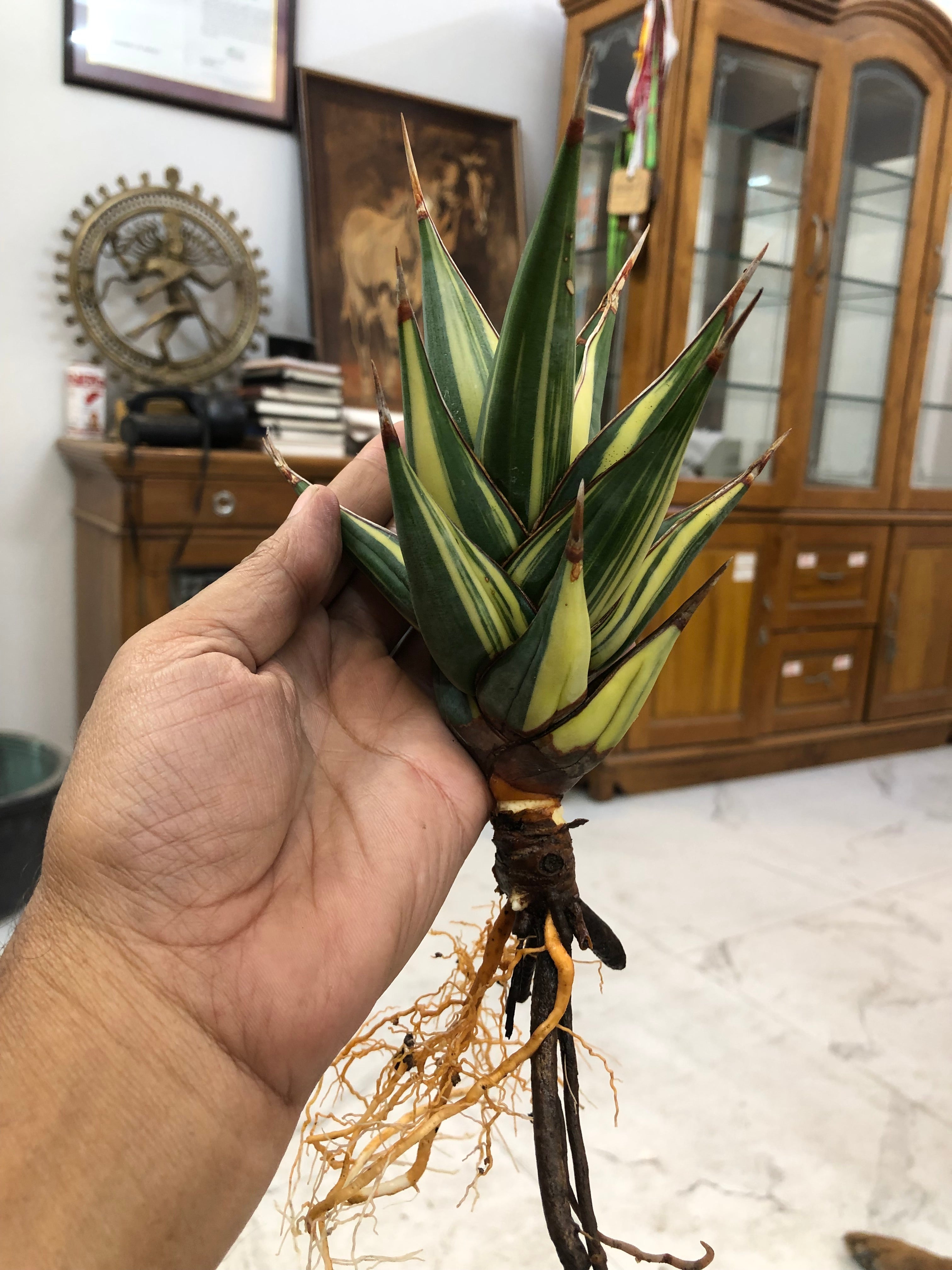 Sansevieria PINGUICULA VARIEGATED