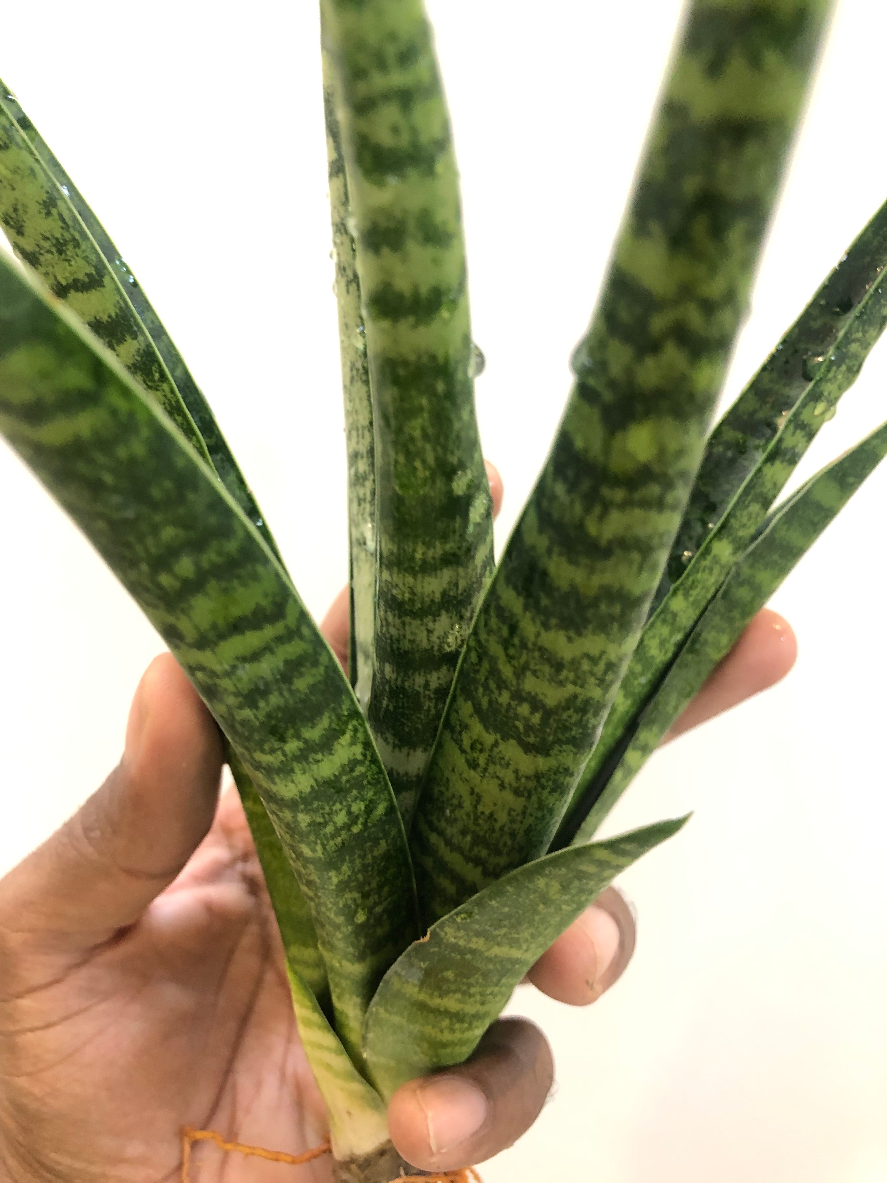 Sansevieria CHAIYO