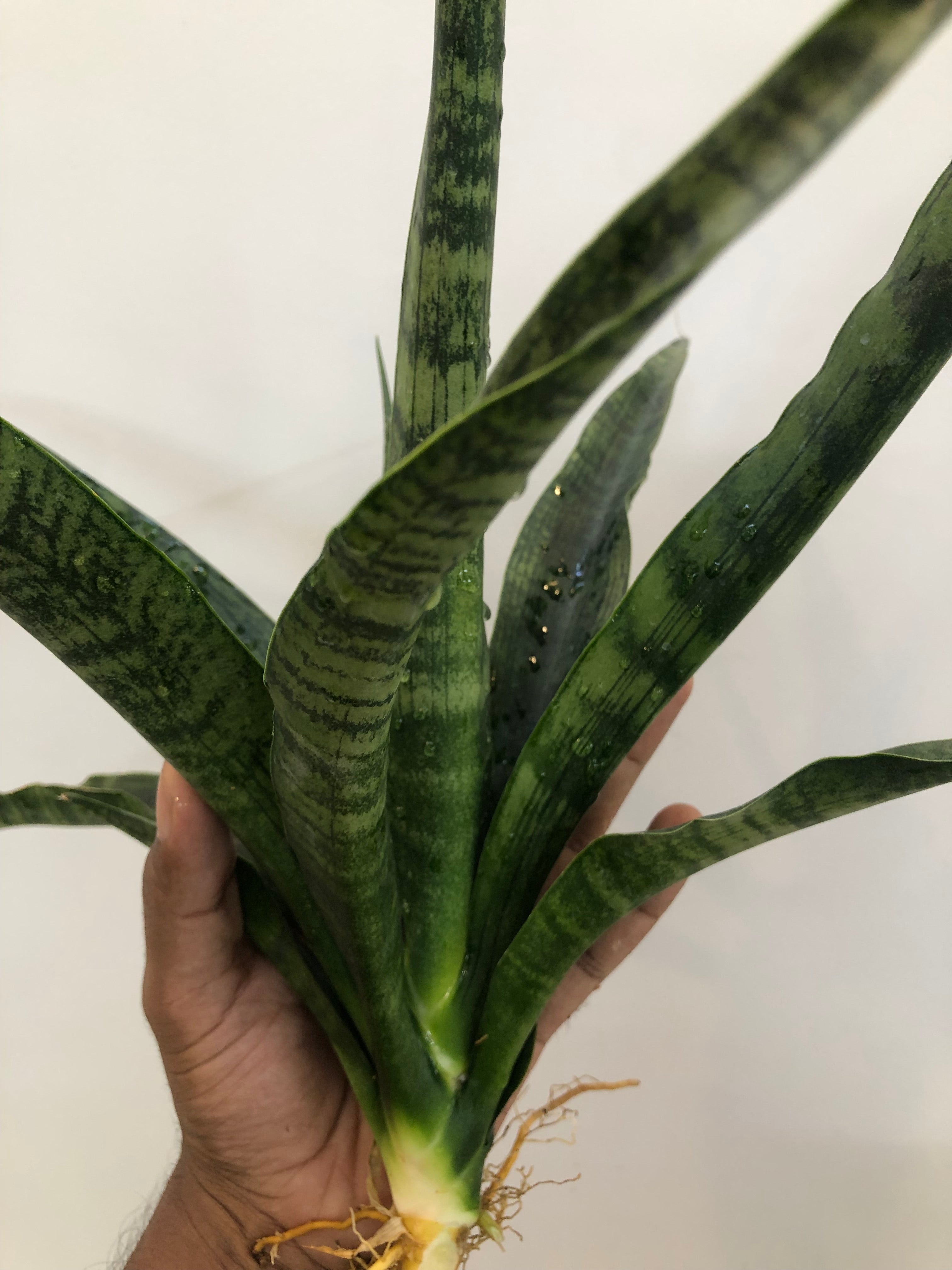 Sansevieria BALLERIAN SPECIMEN