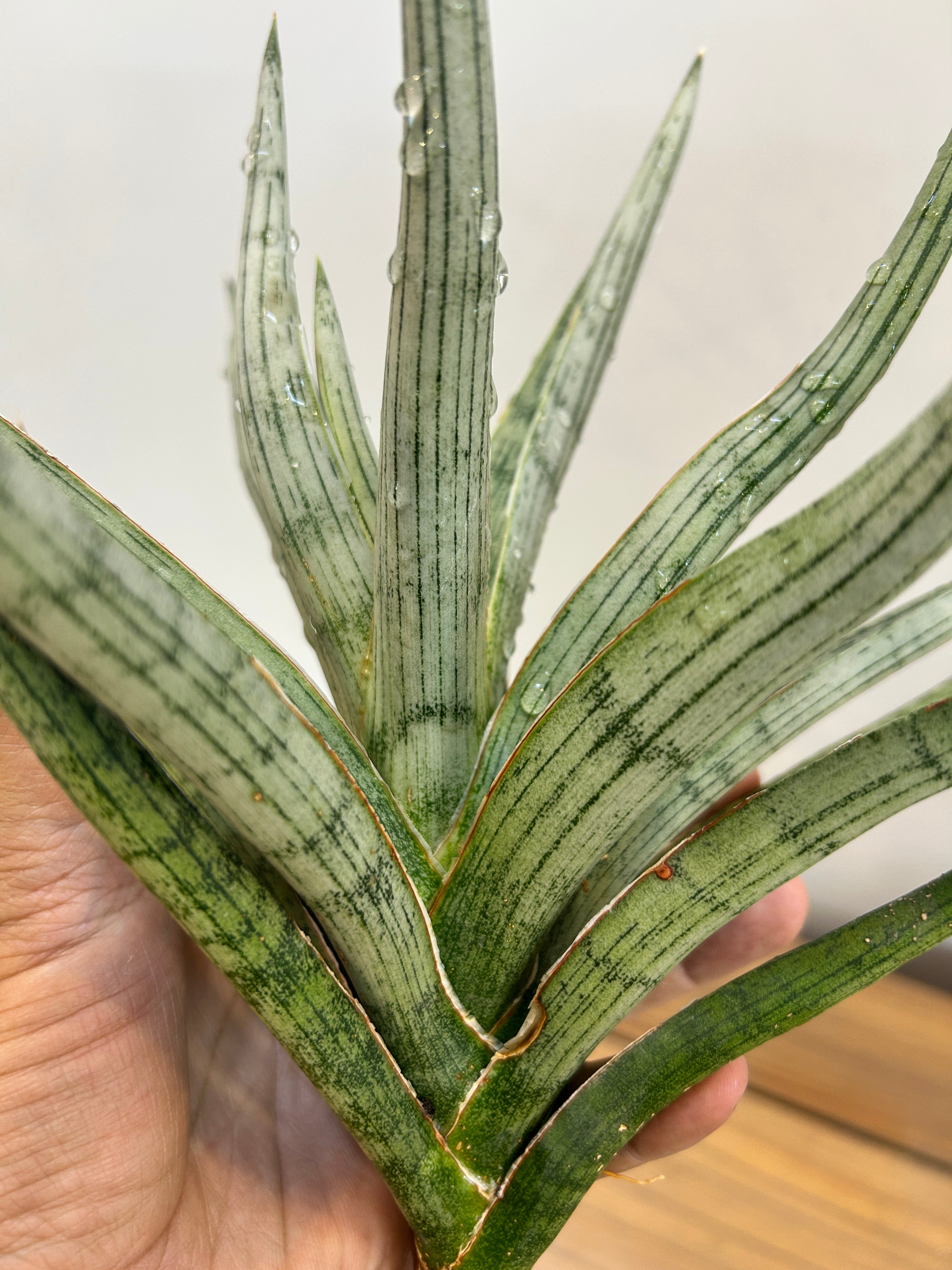 Sansevieria MANDALIKA Specimen