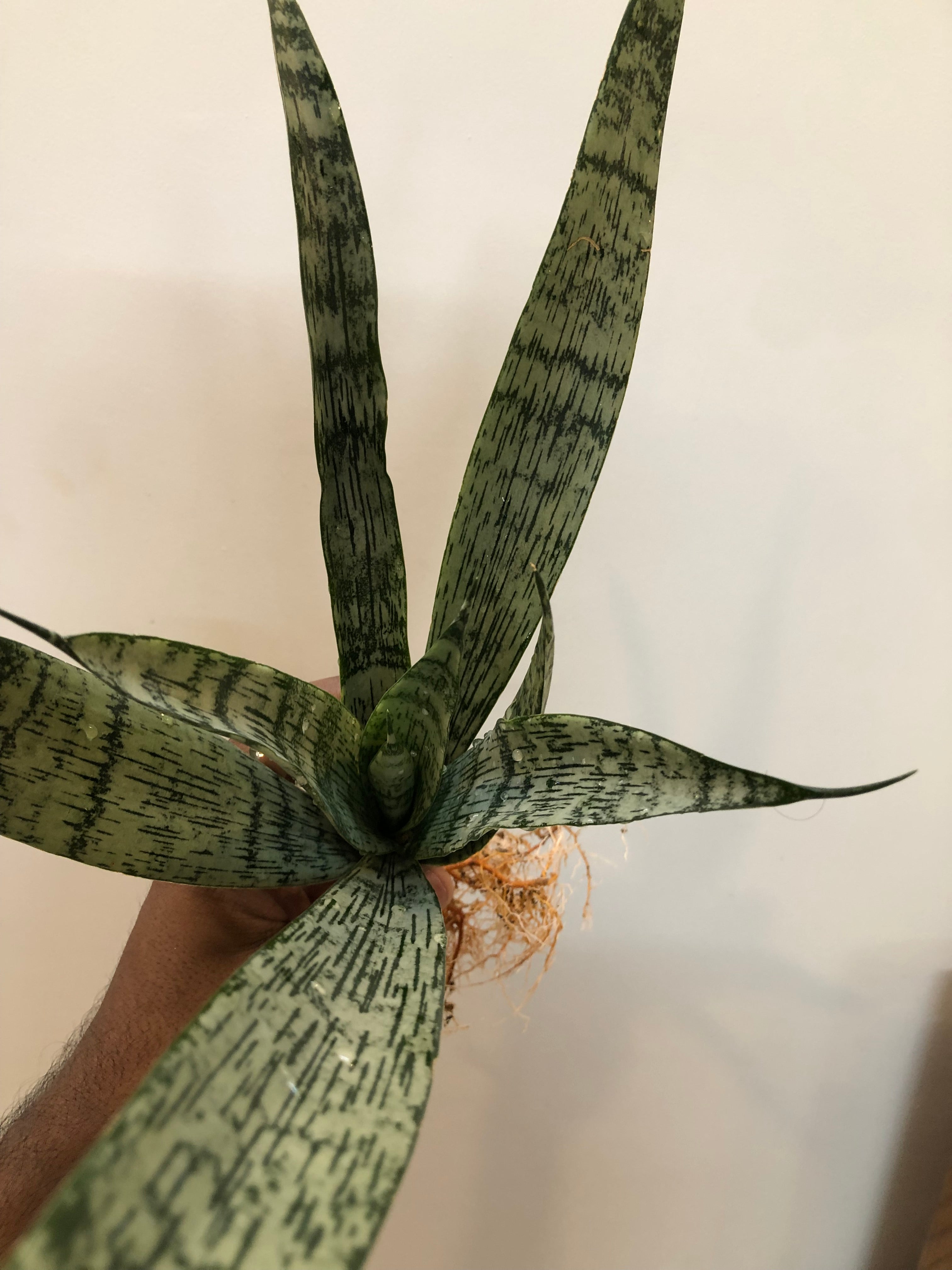 Sansevieria EVEREST