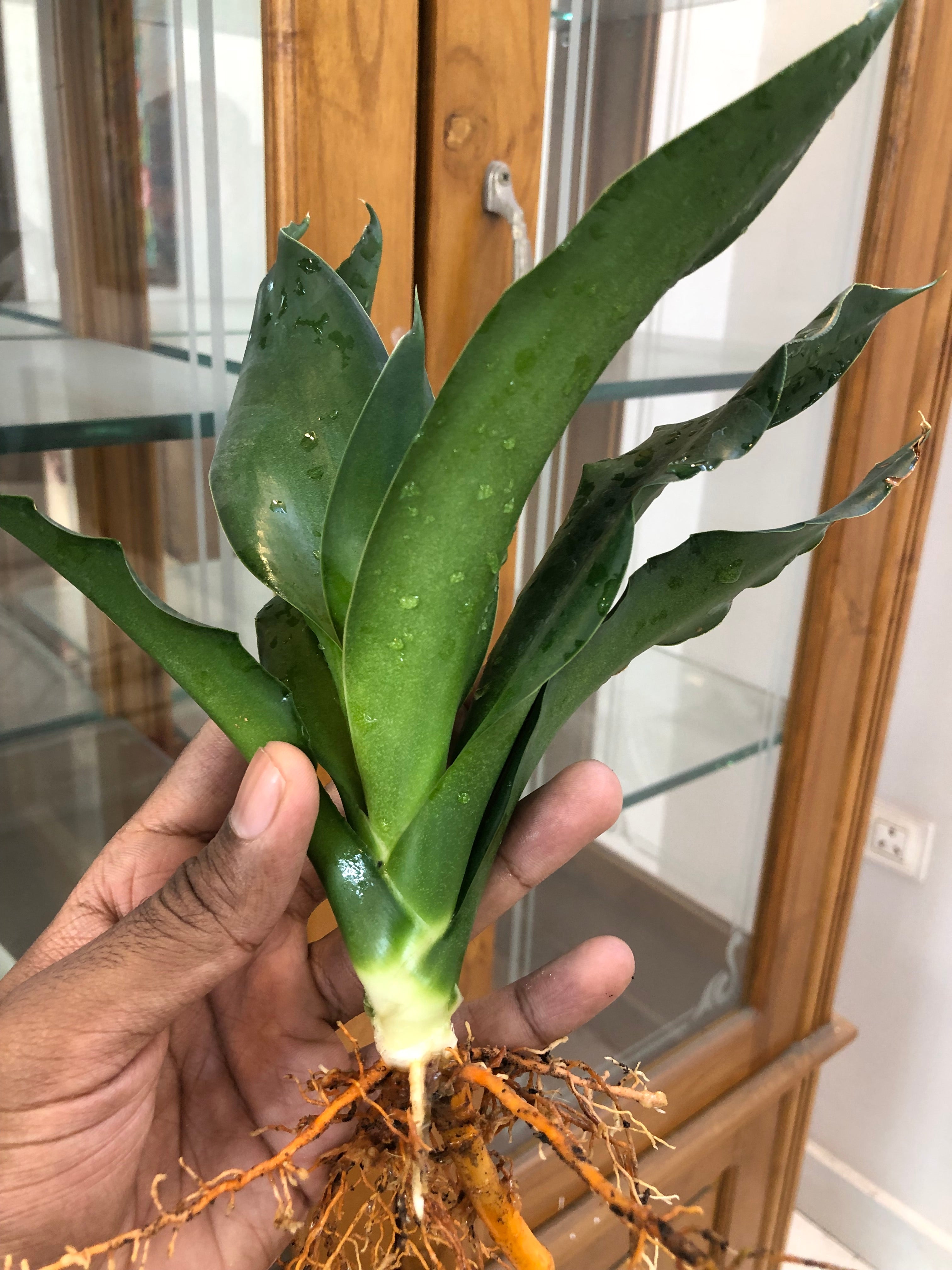 Sansevieria CHELOMITA