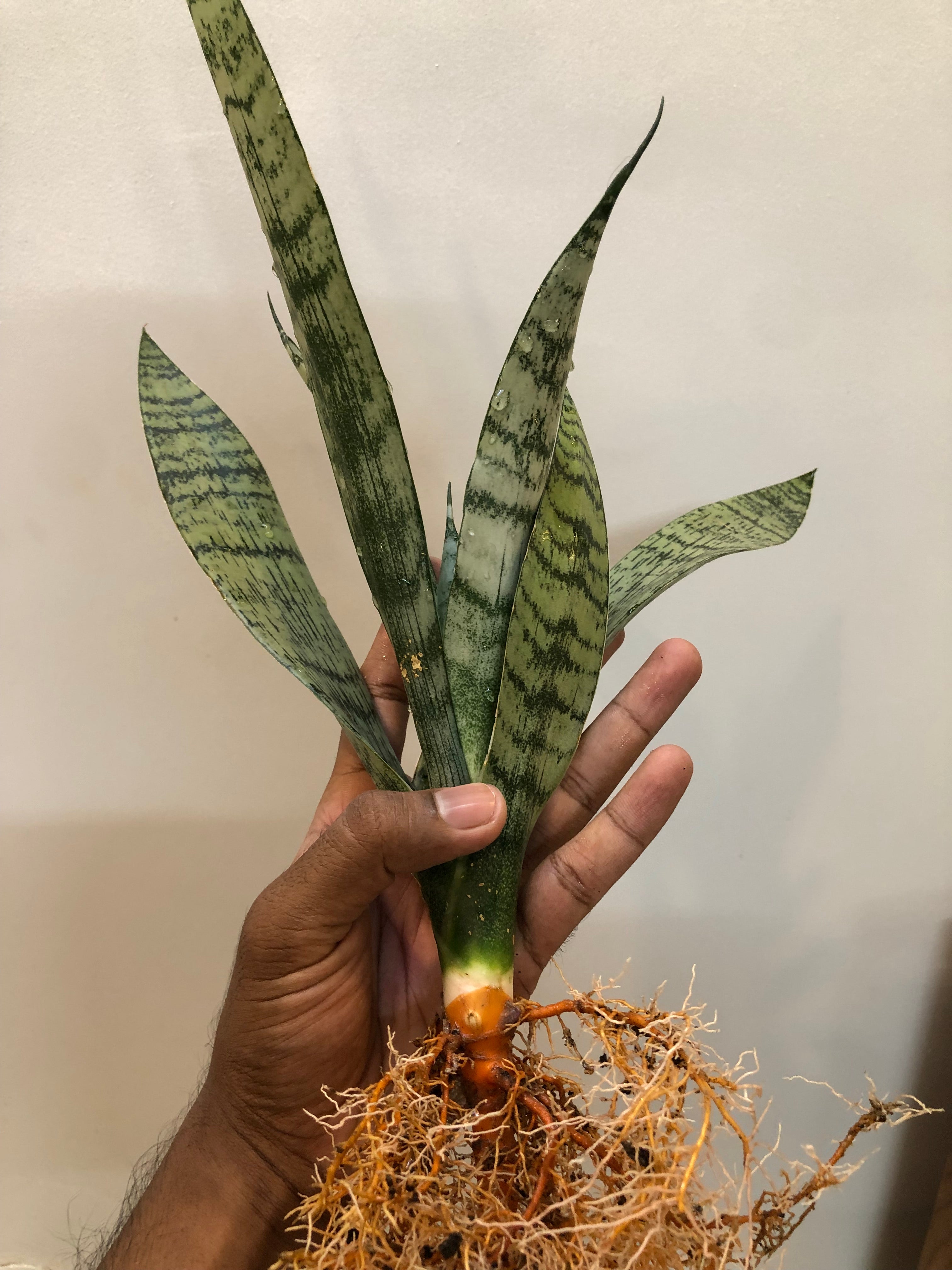 Sansevieria EVEREST
