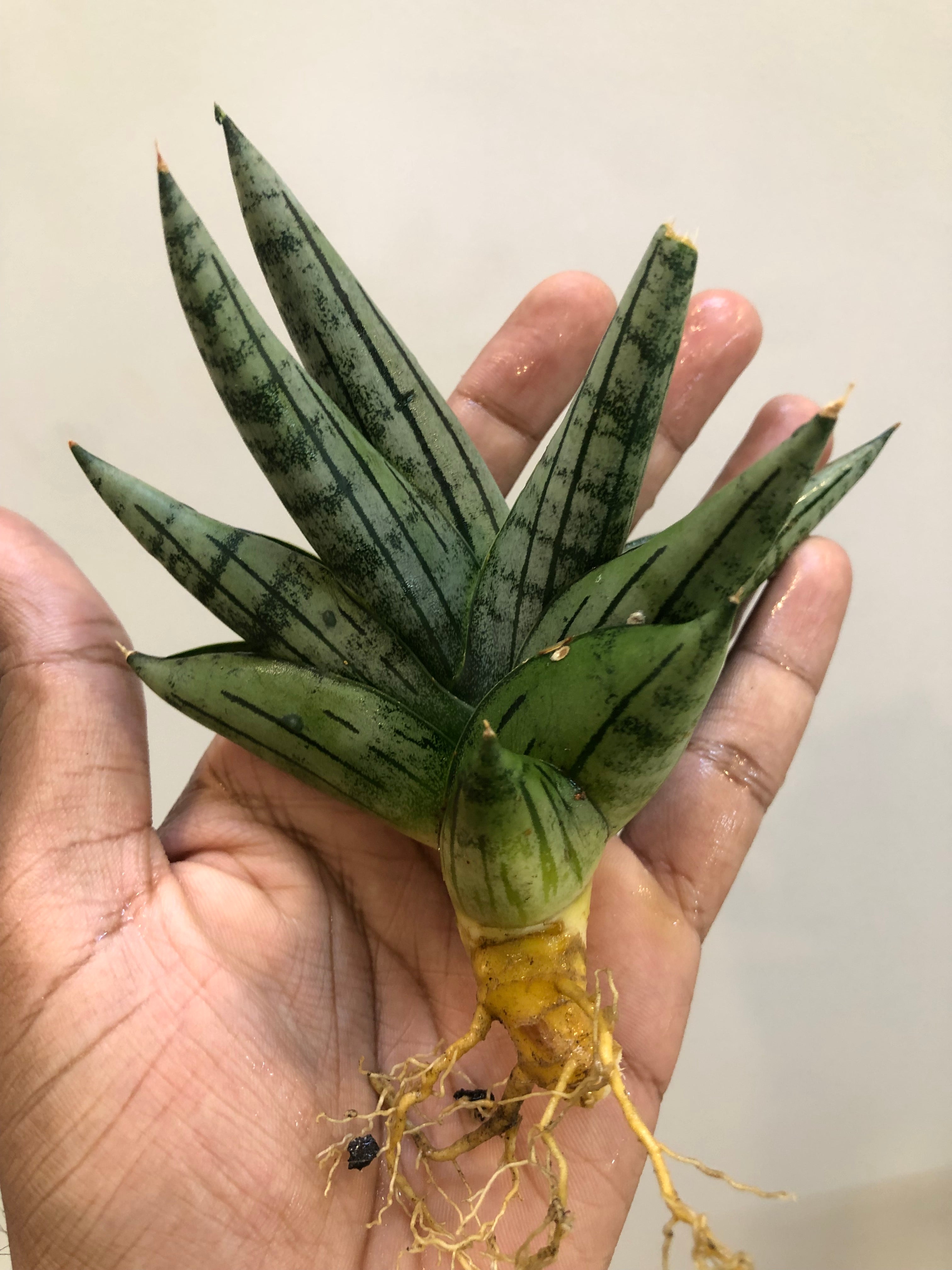 Sansevieria Melon – Stylish Rare Indoor Snake Plant