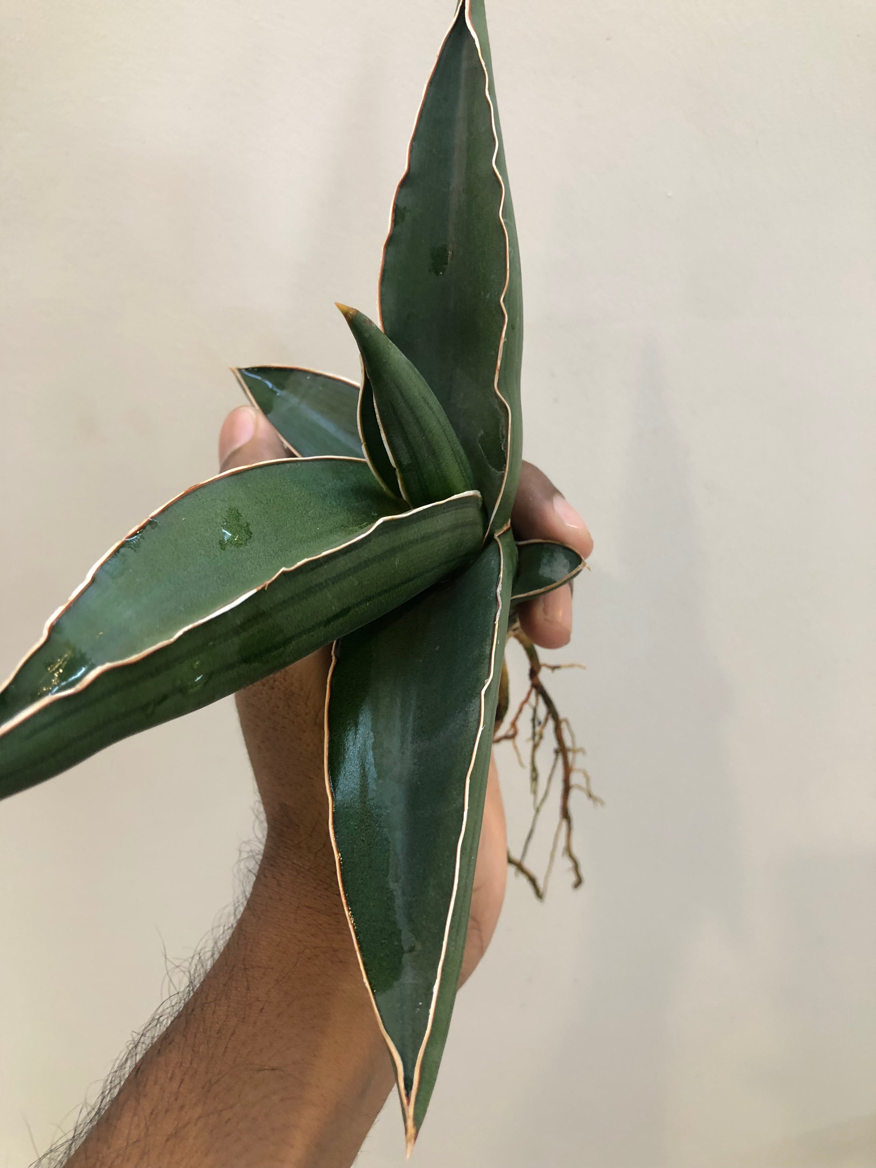 Sansevieria Samurai Snake Plant