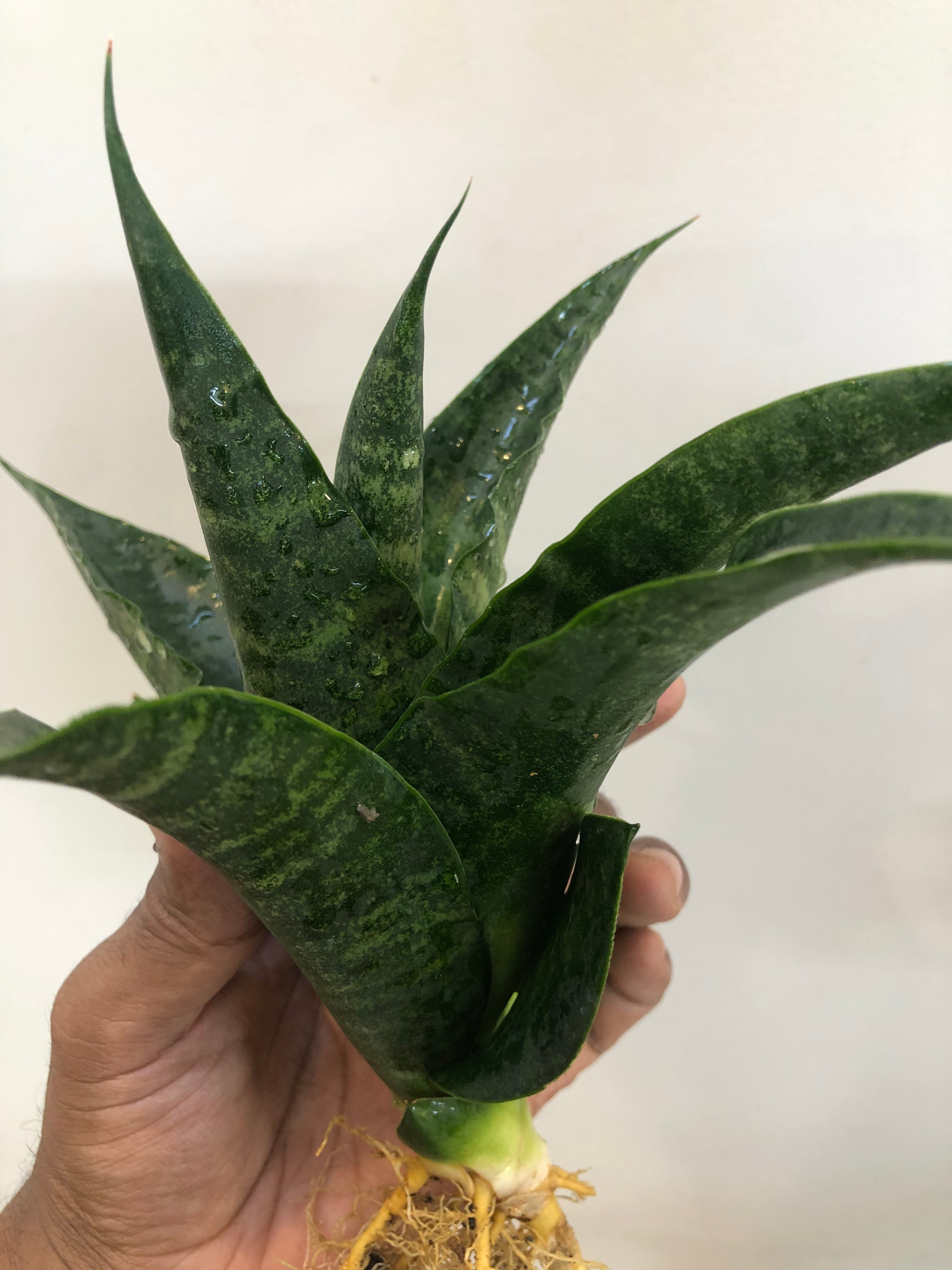 Sansevieria BLACK DOG