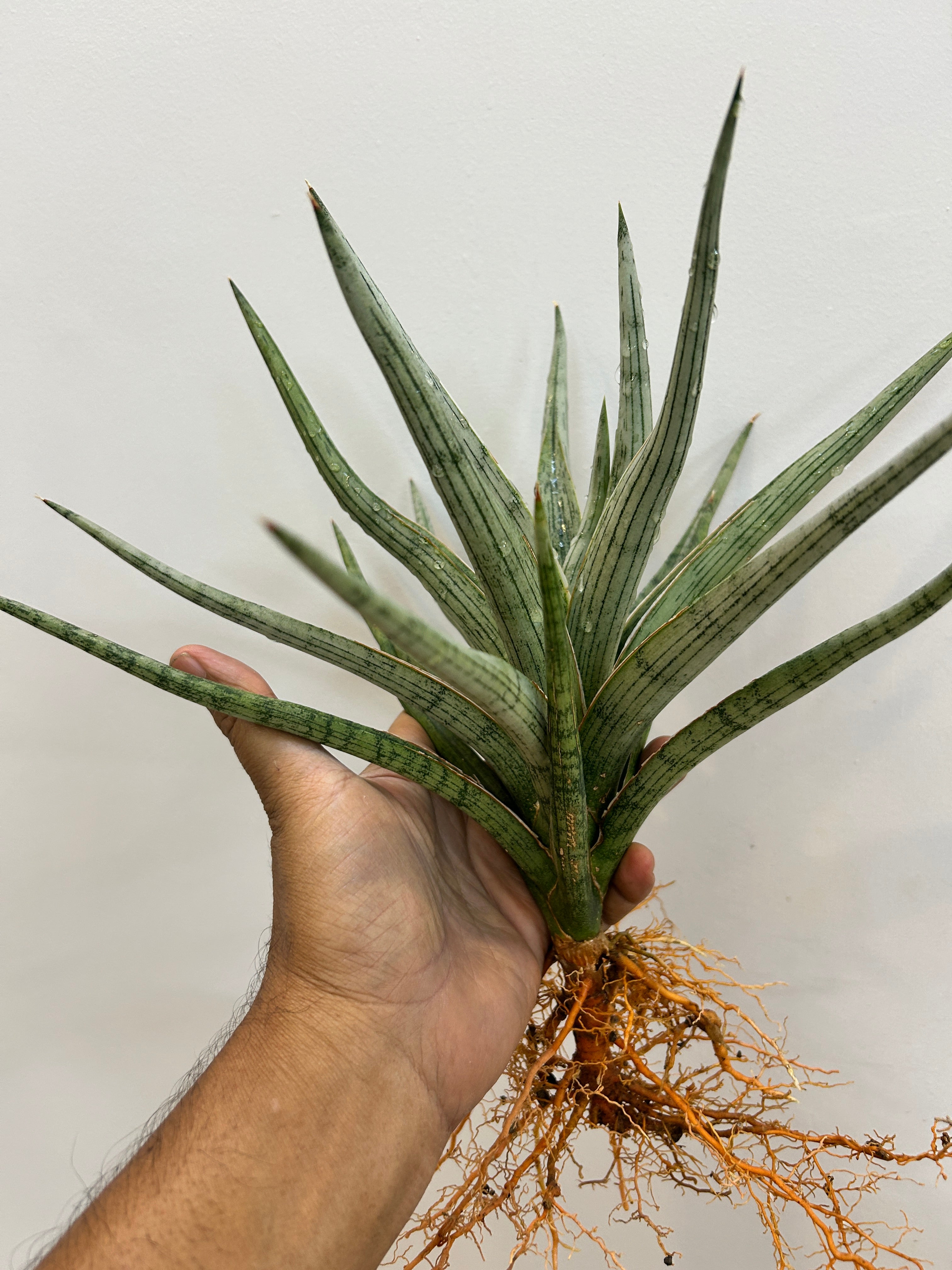 Sansevieria MANDALIKA Specimen