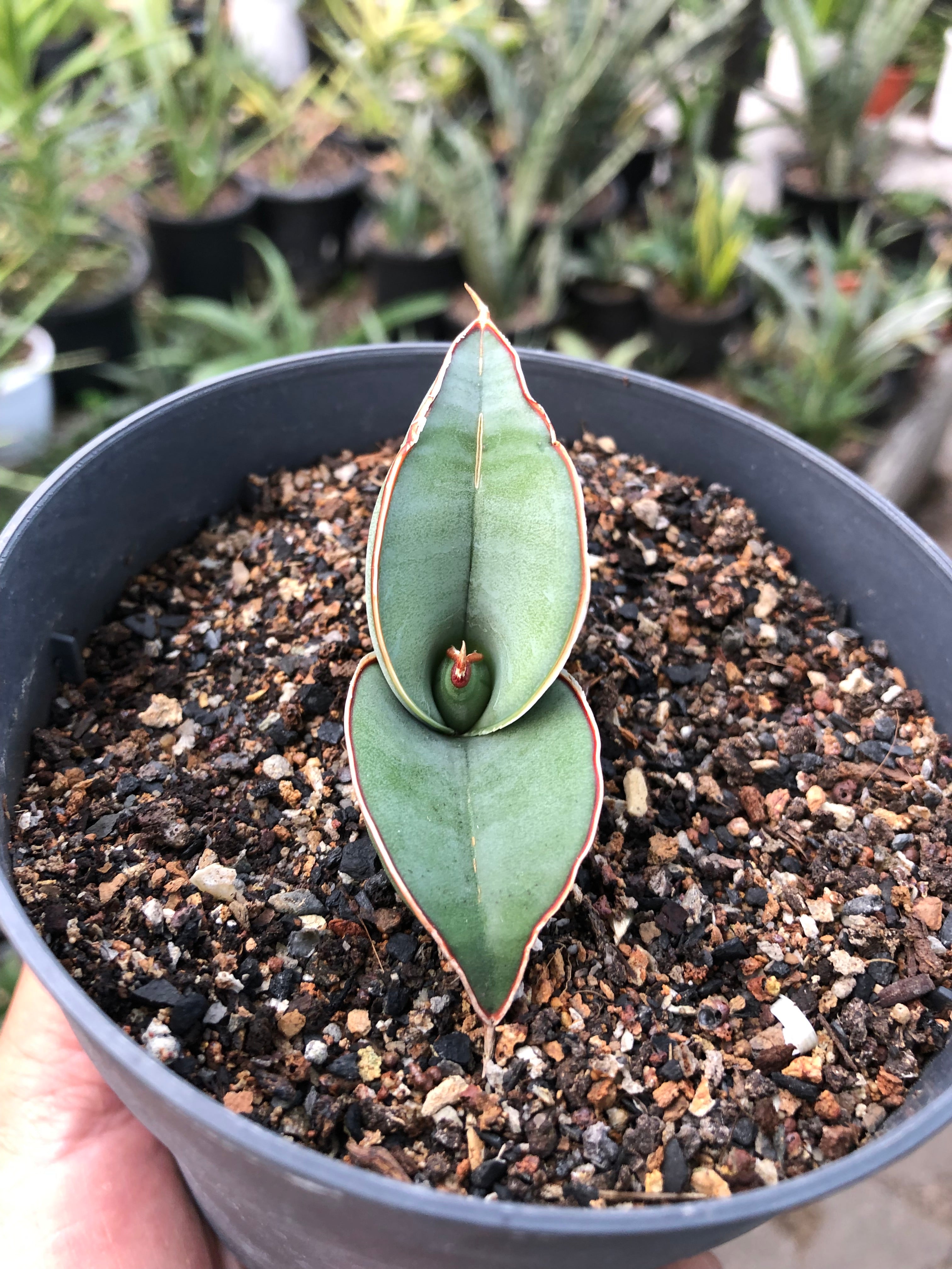 Sansevieria BANANA FAT