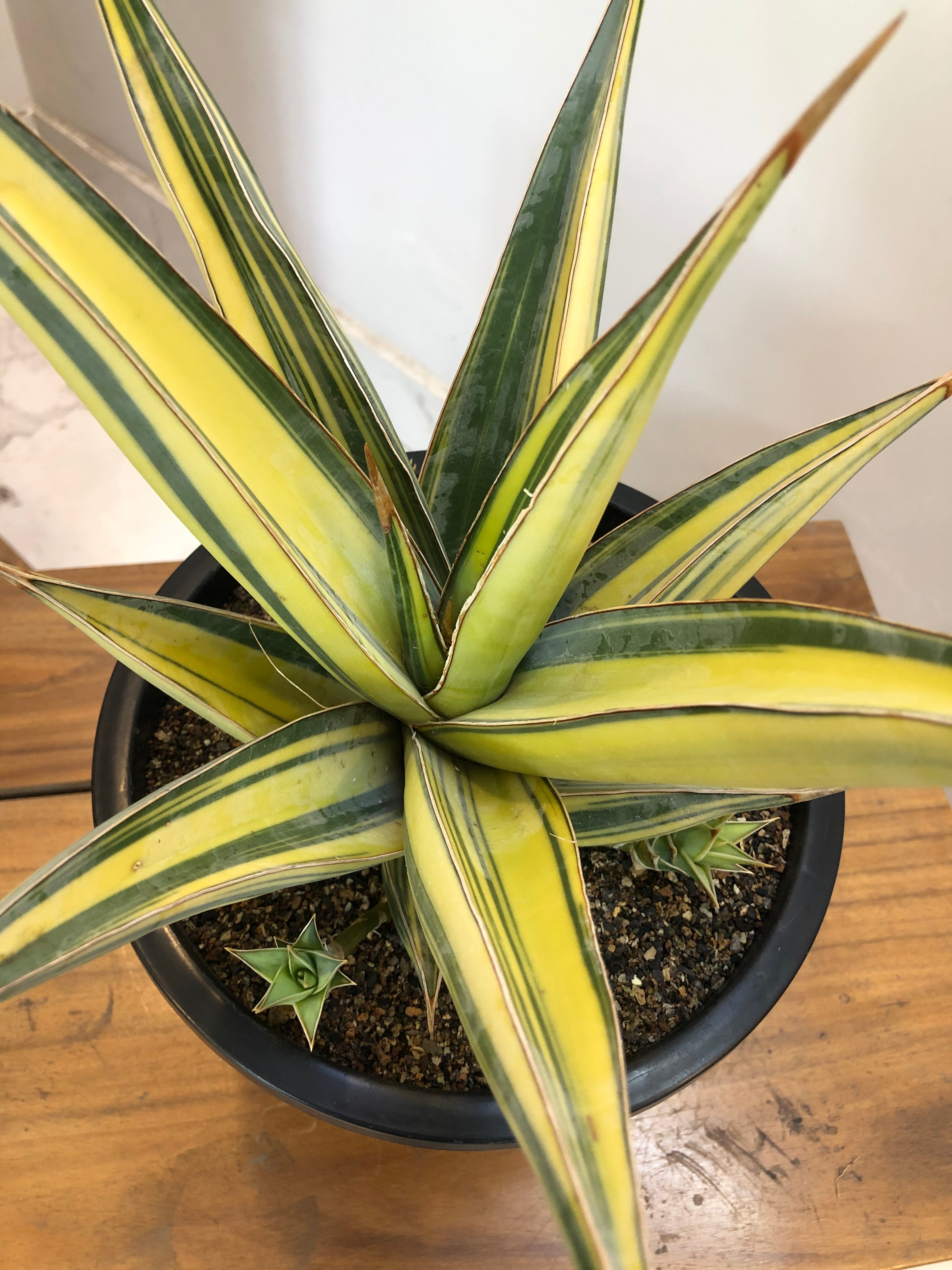 Sansevieria PINGUICULA VARIEGATED SPECIMEN
