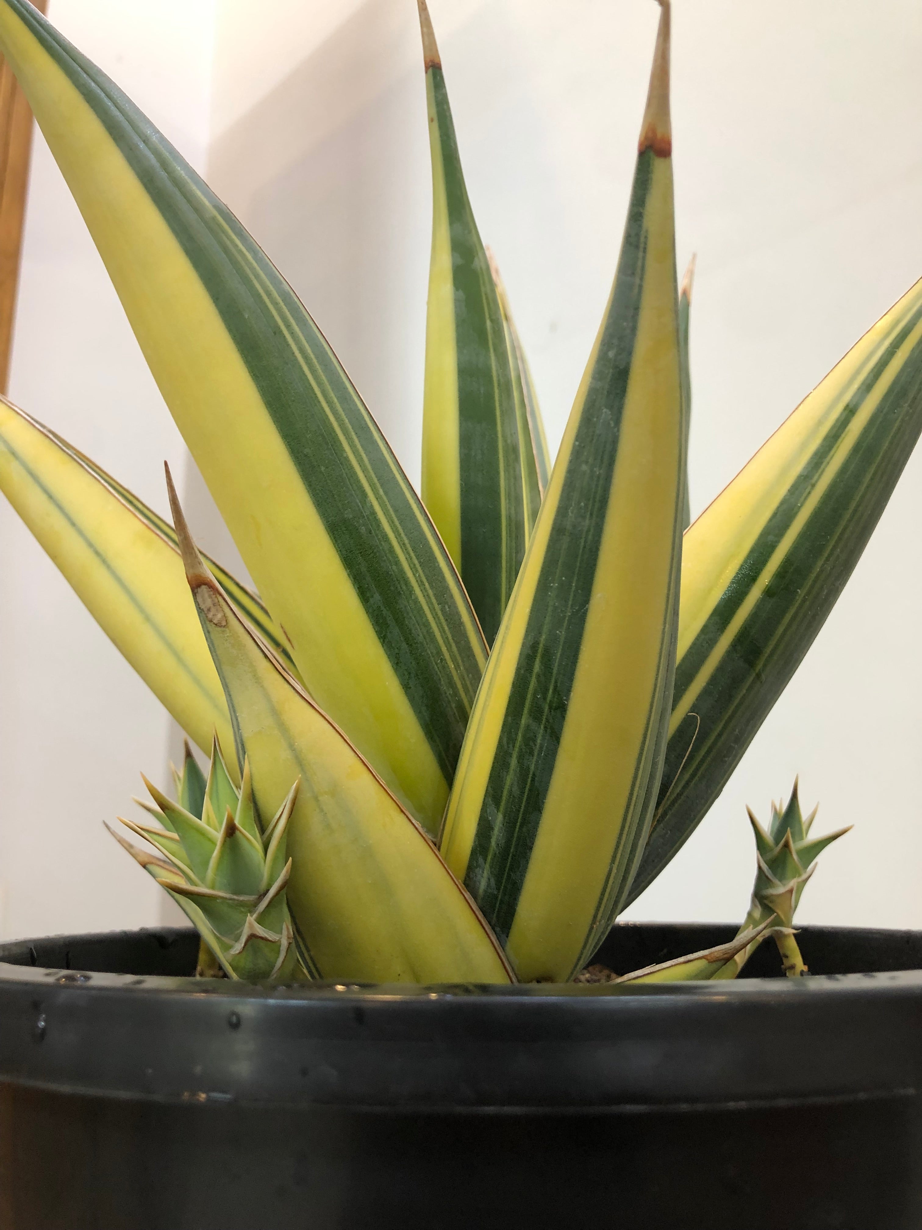 Sansevieria PINGUICULA VARIEGATED SPECIMEN
