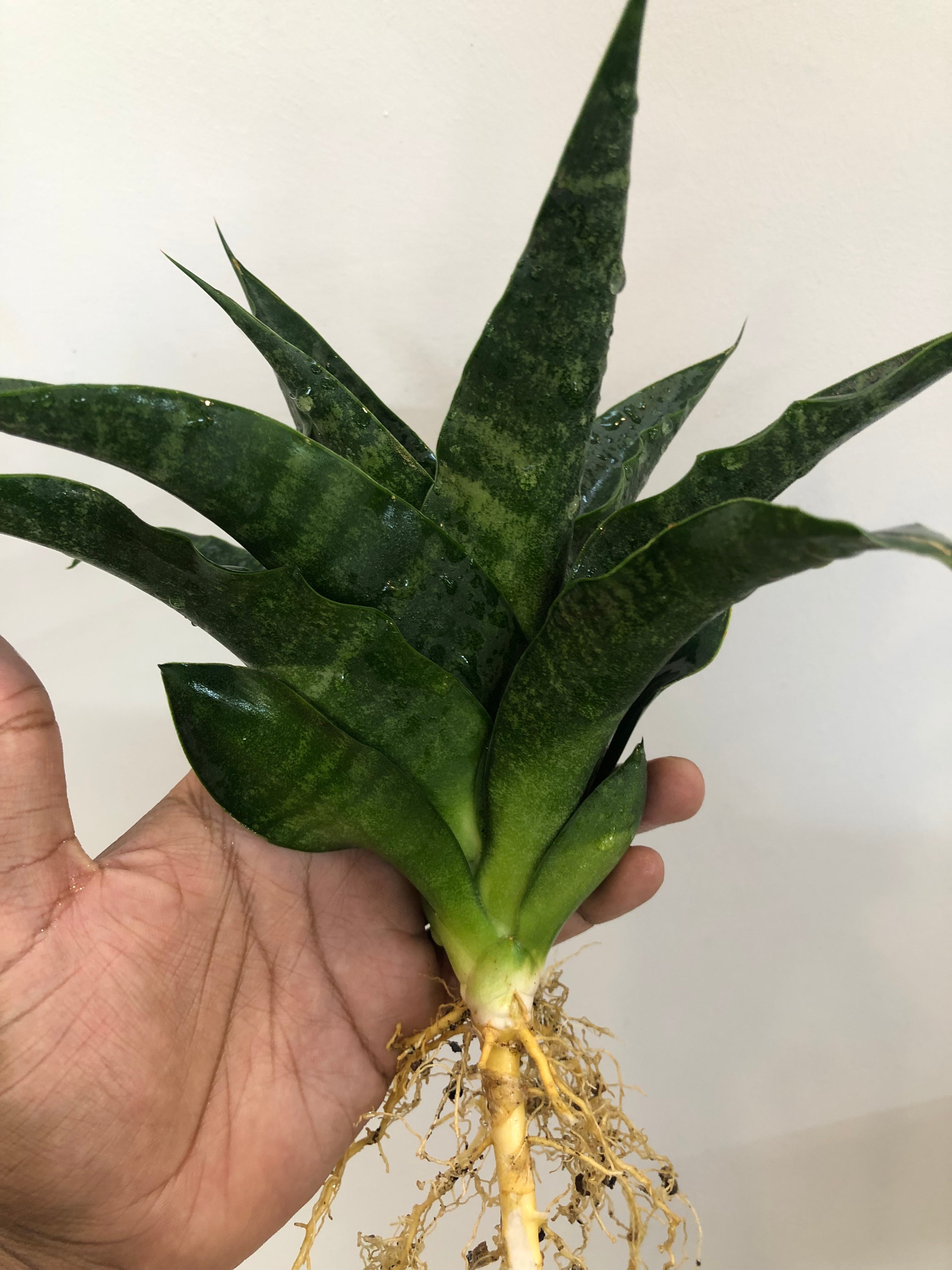 Sansevieria BLACK DOG
