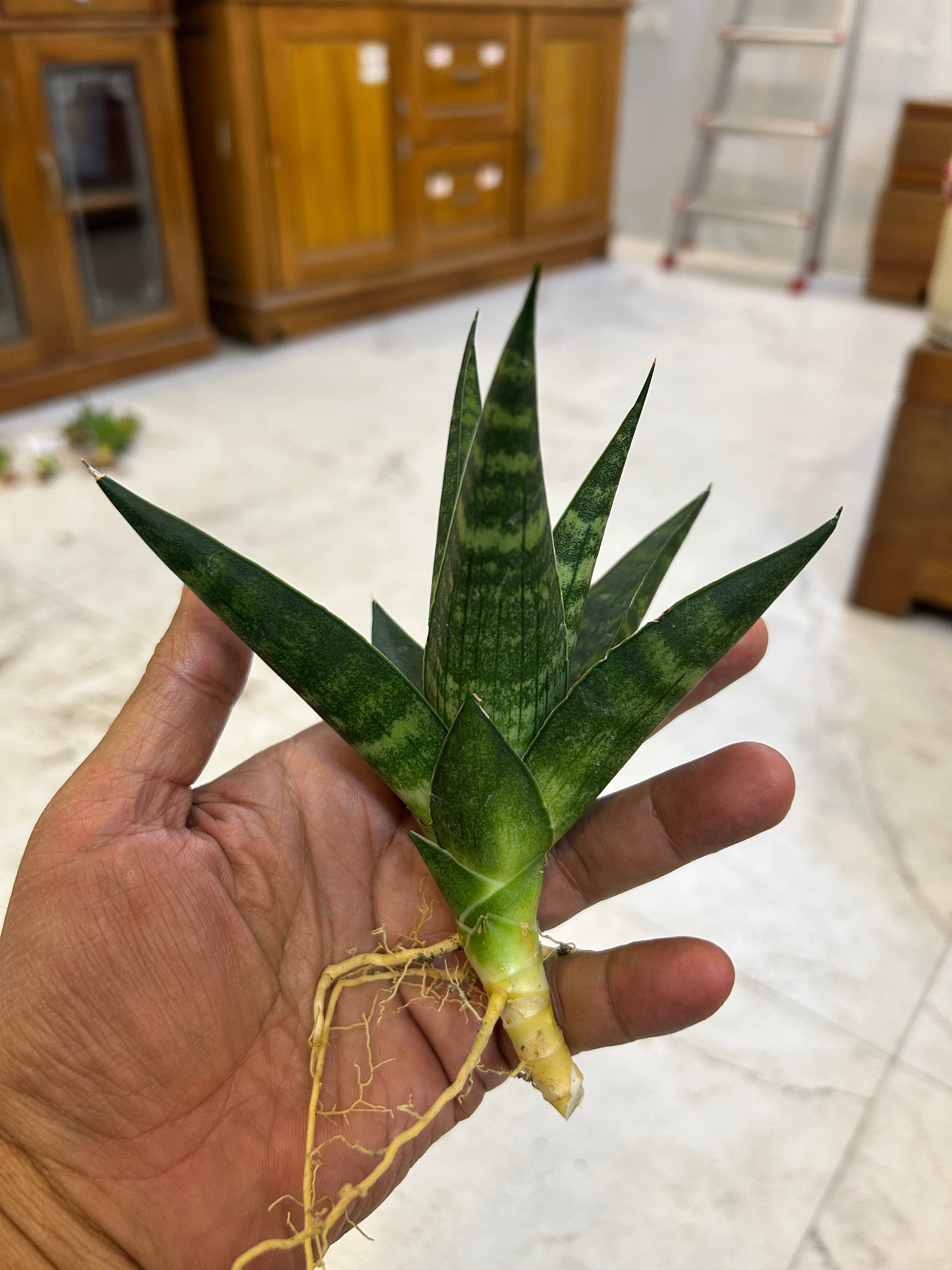 Sansevieria Star Gate