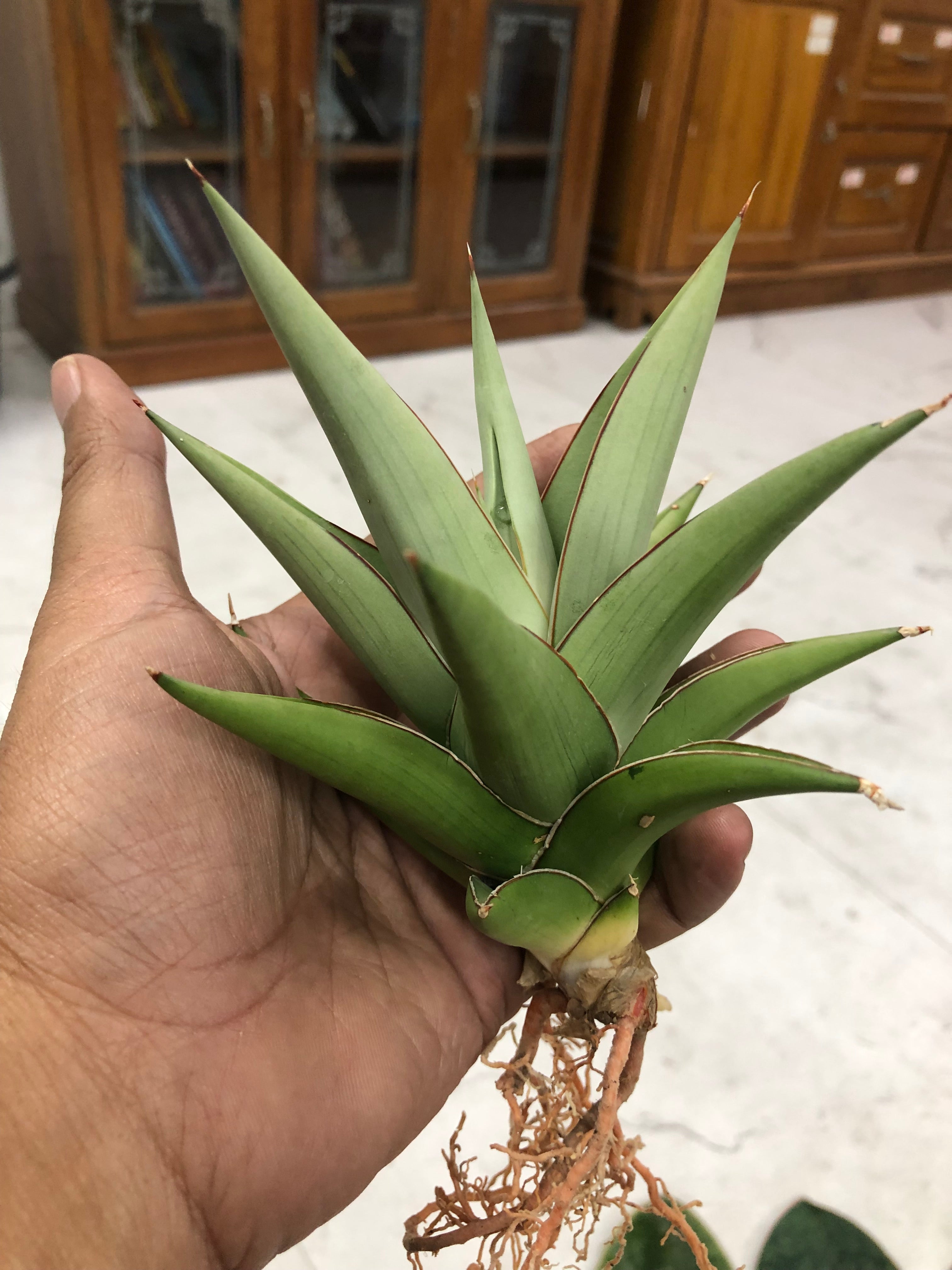 Sansevieria TOWER SILVER
