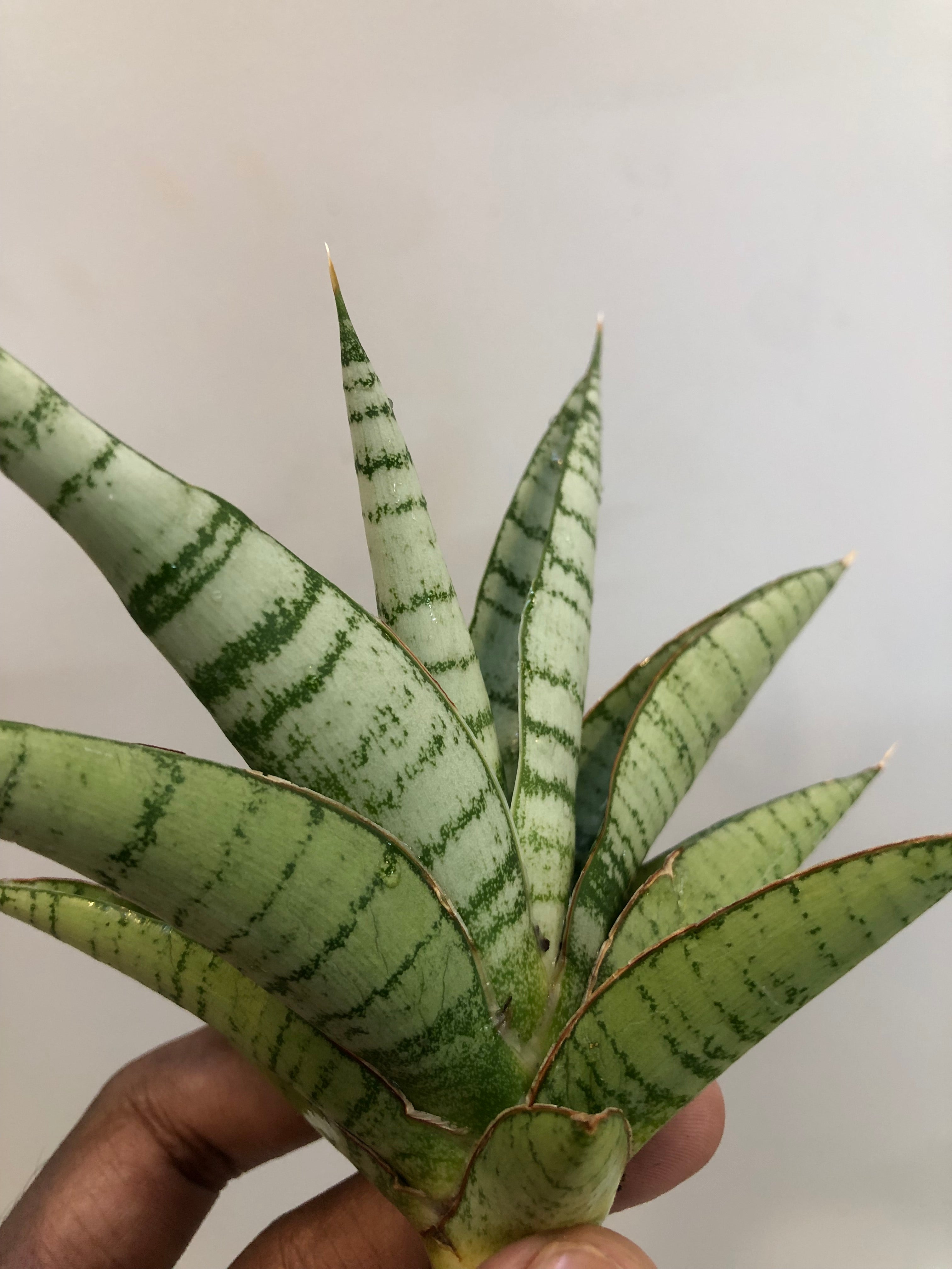 Sansevieria HANOMAN